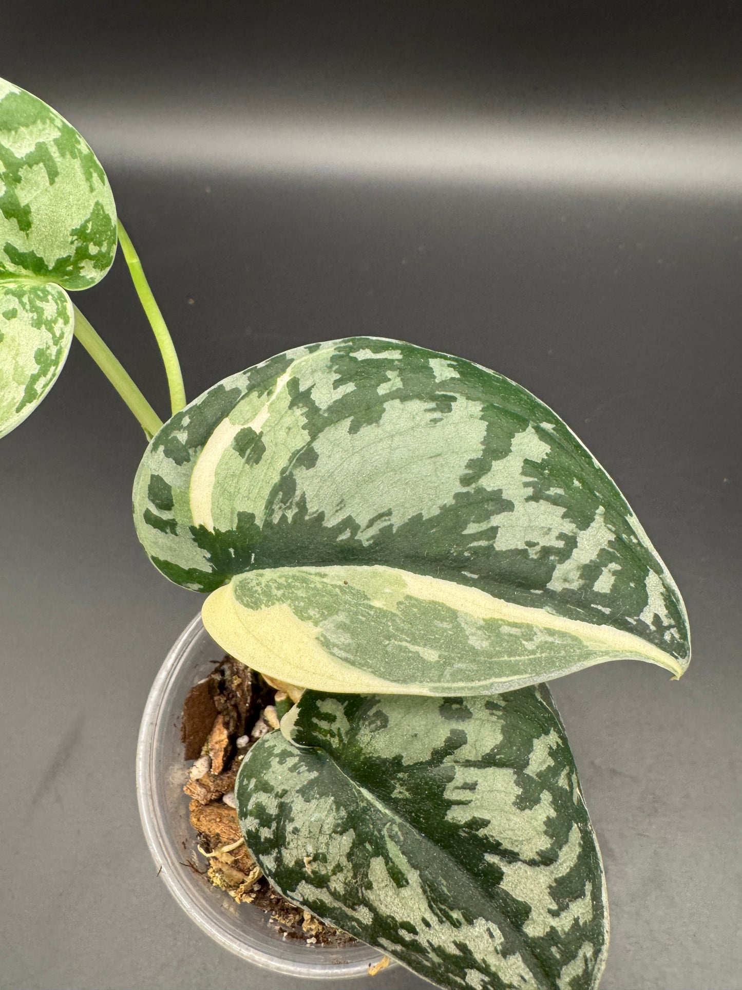 Scindapsus Mayari