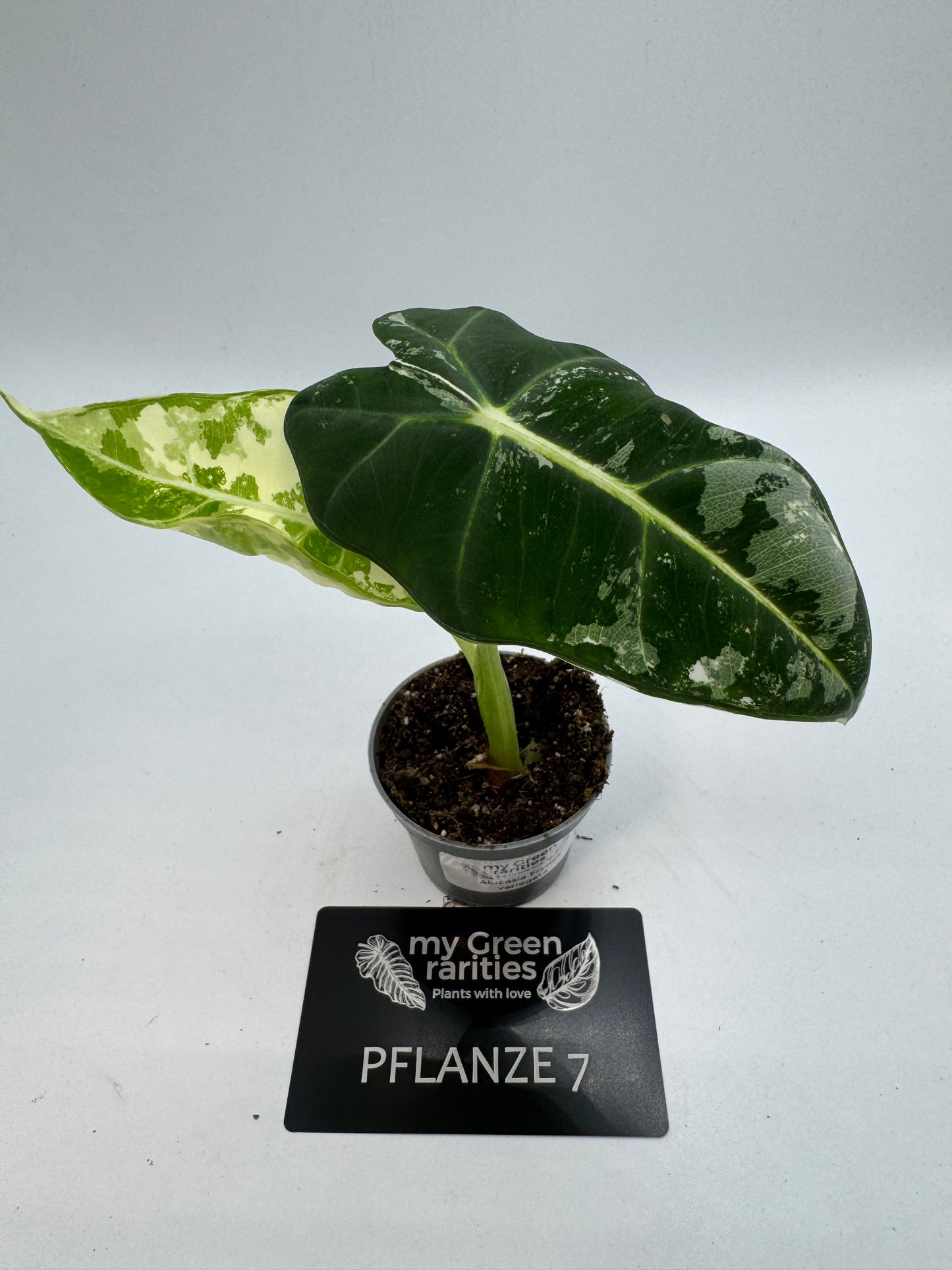 Alocasia Frydek variegata