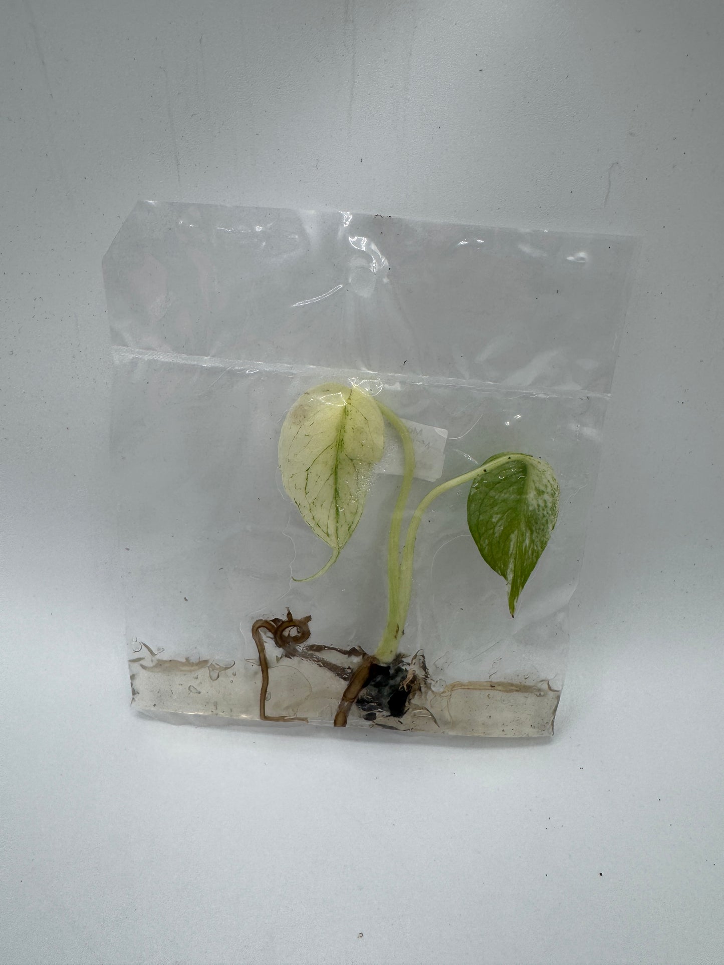 Monstera deliciosa white Monster TC