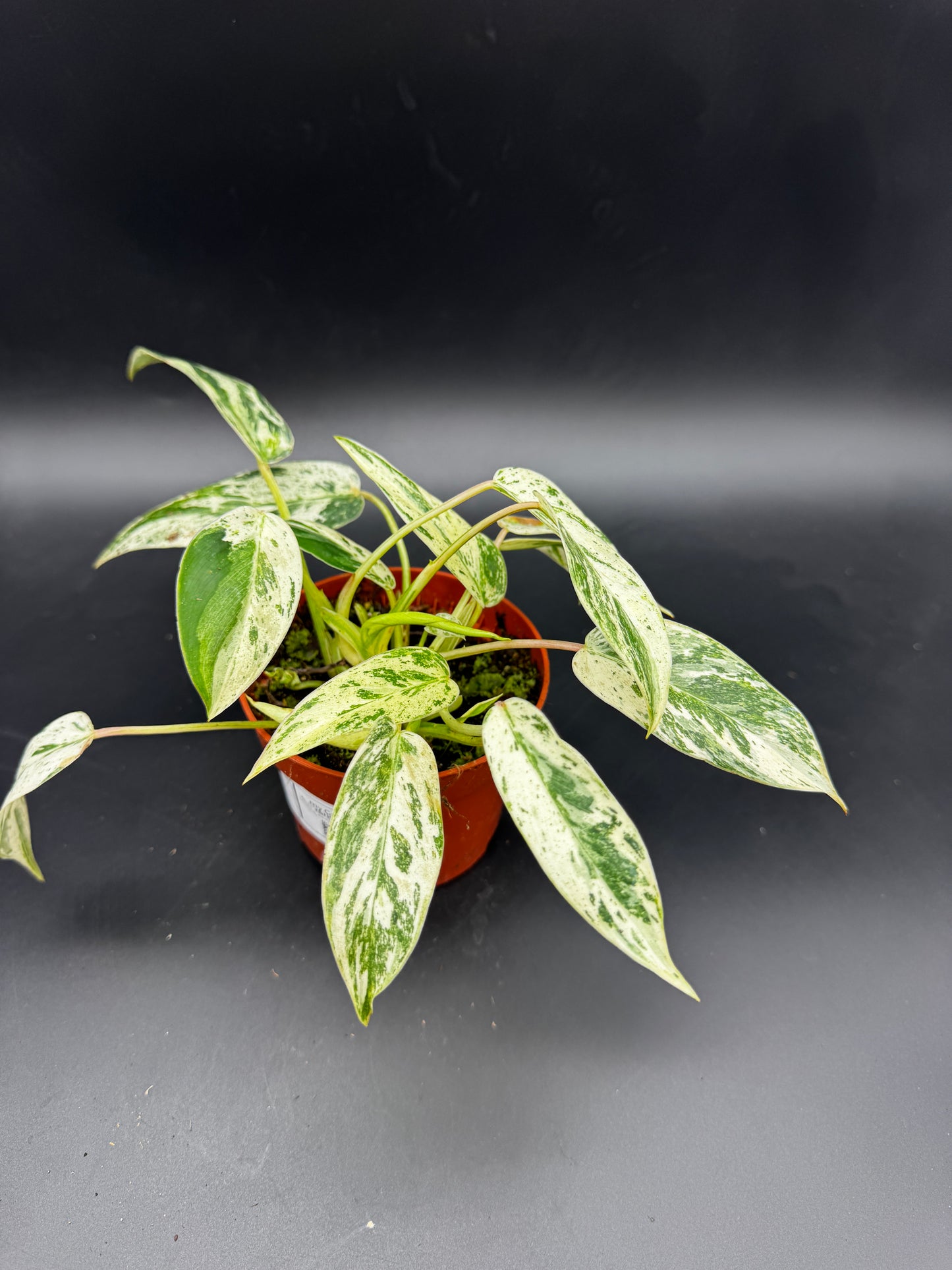 Philodendron Emerald Queen Variegata