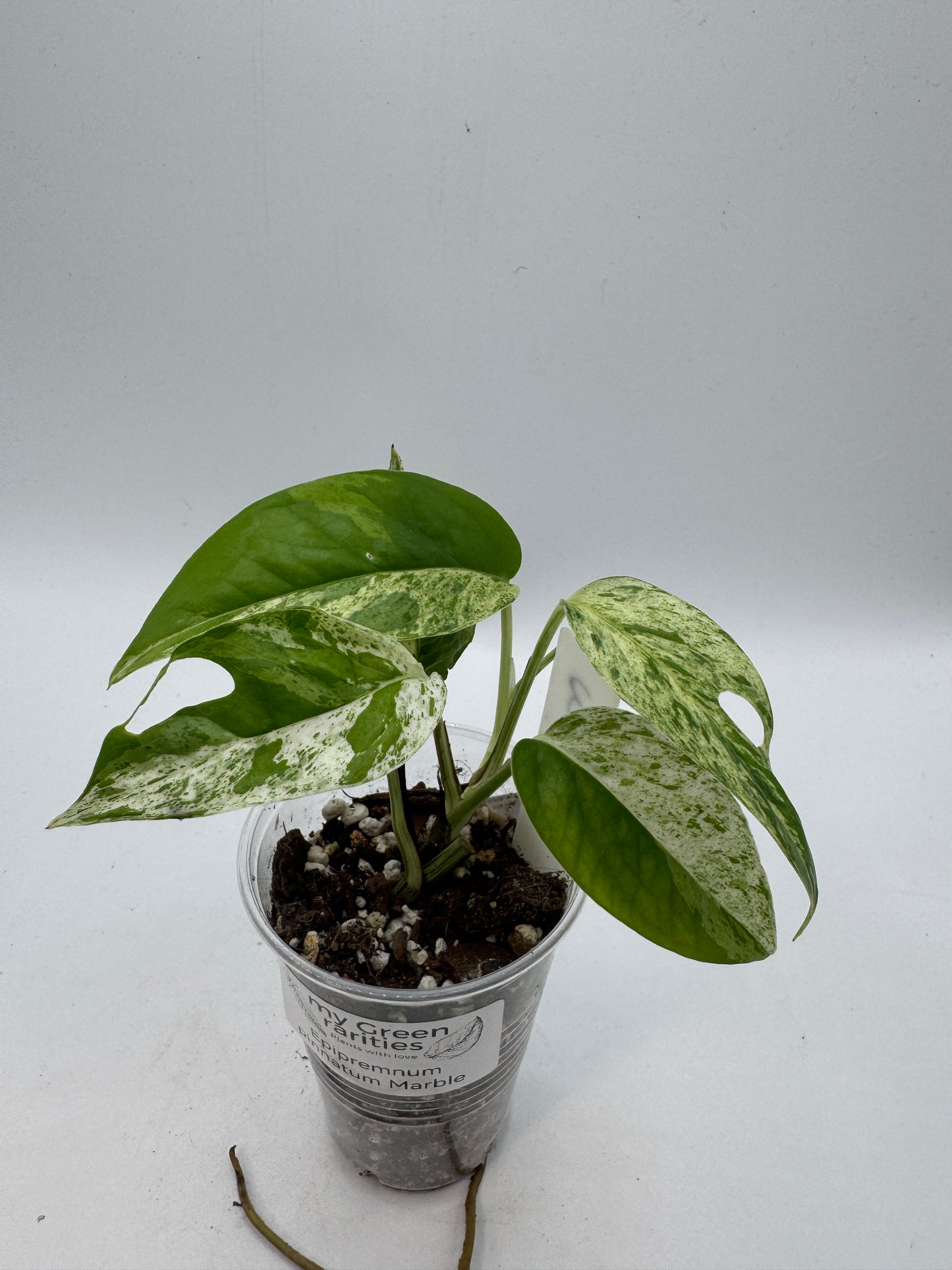 Epipremnum pinnatum marble