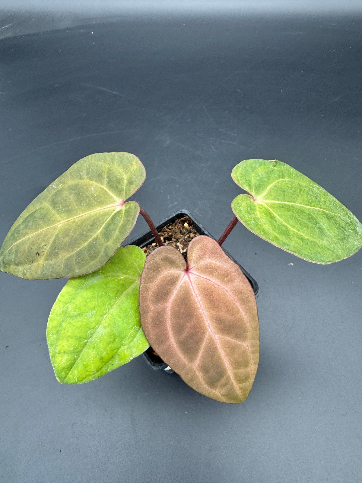 Anthurium RVDP (Red Vein Dark Phoenix) variegata
