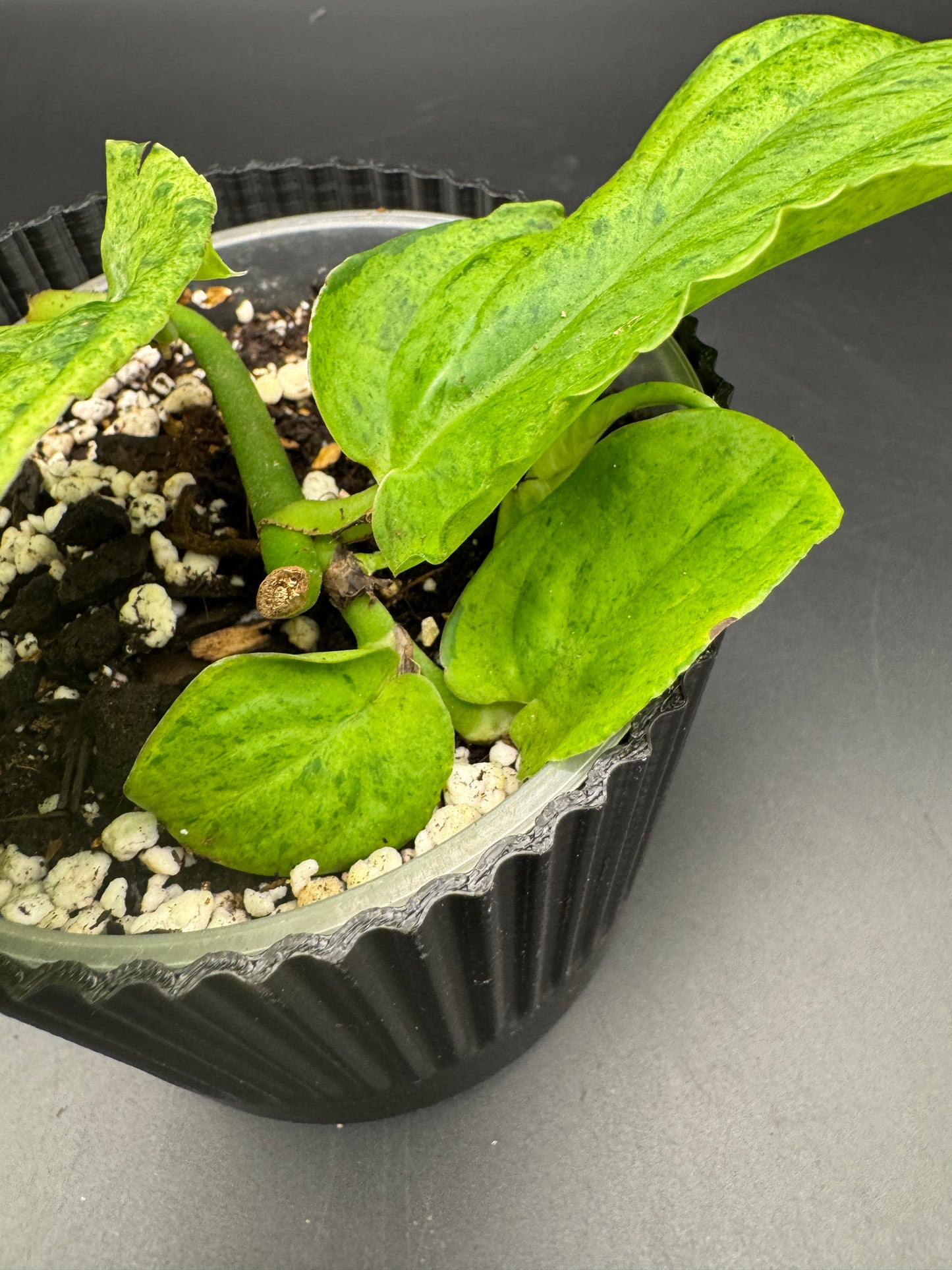 Rhaphidophora Korthalsii mint variegata