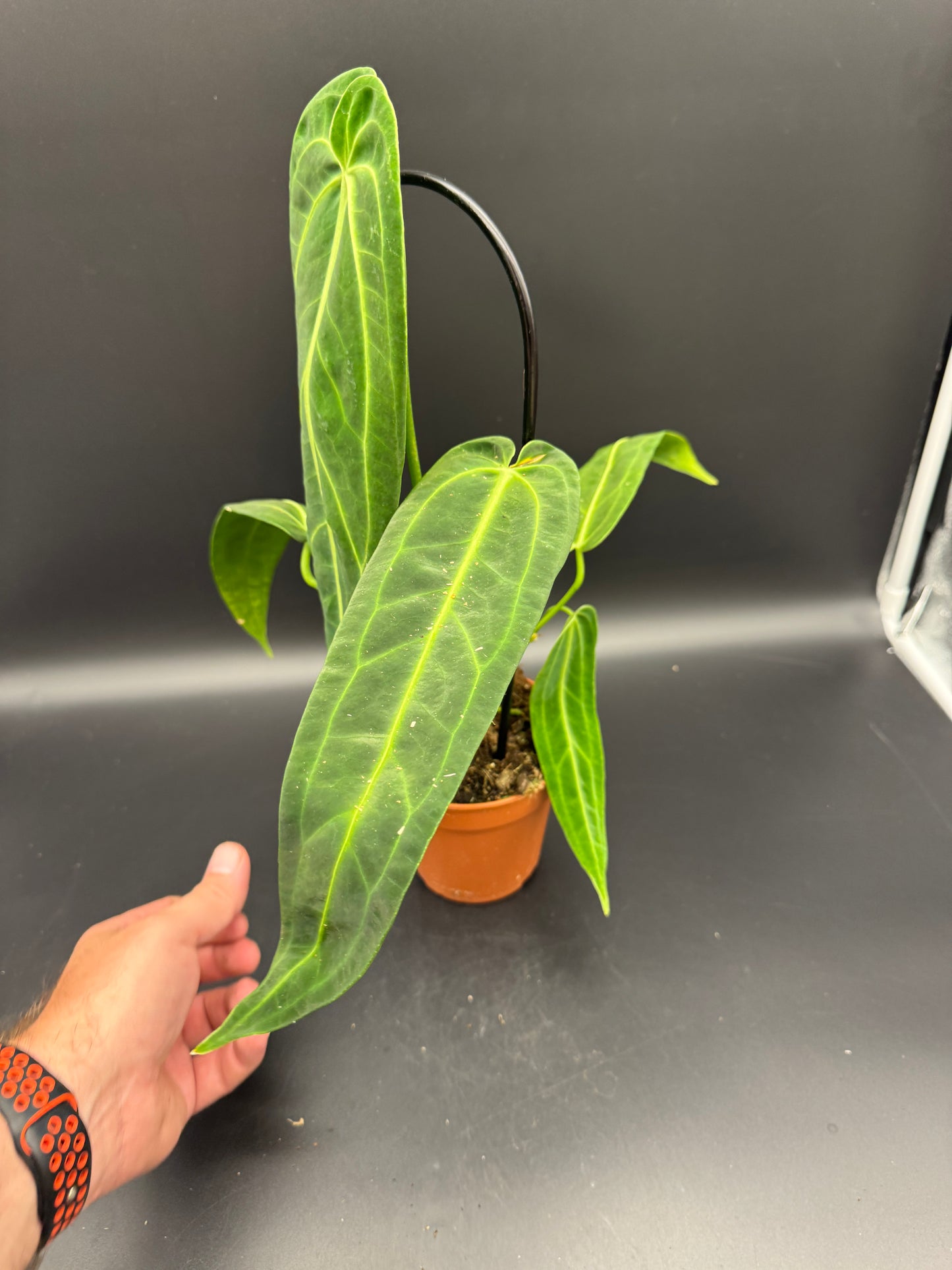 Anthurium waroqueanum