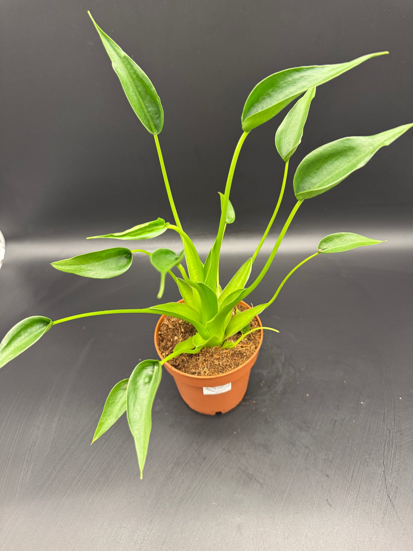 Alocasia tiny Dancer
