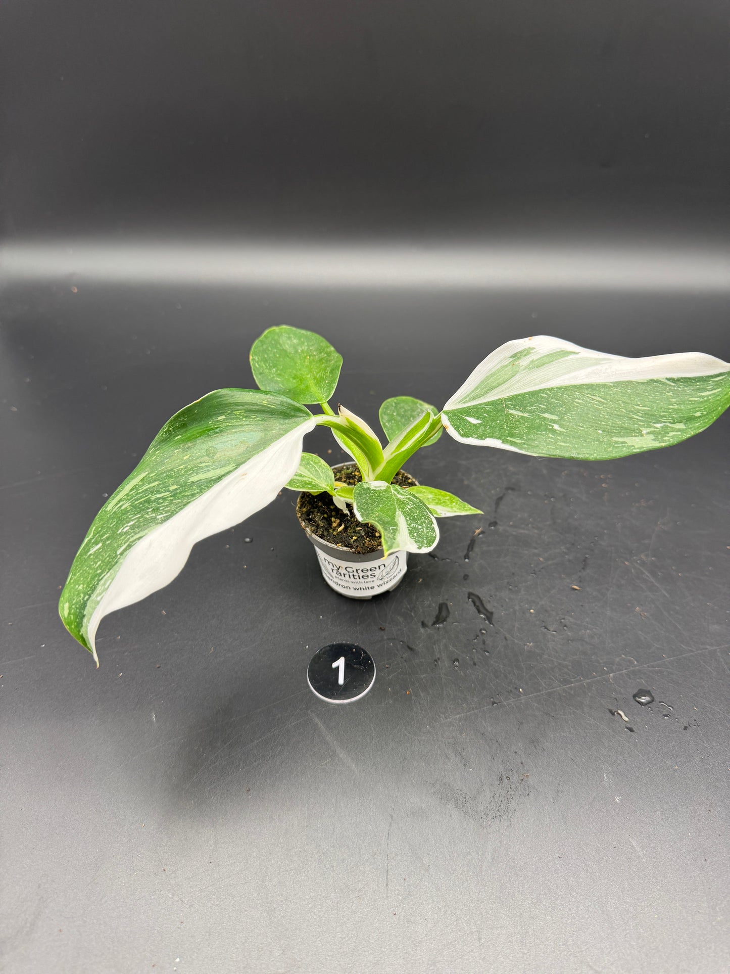 Philodendron White wizard