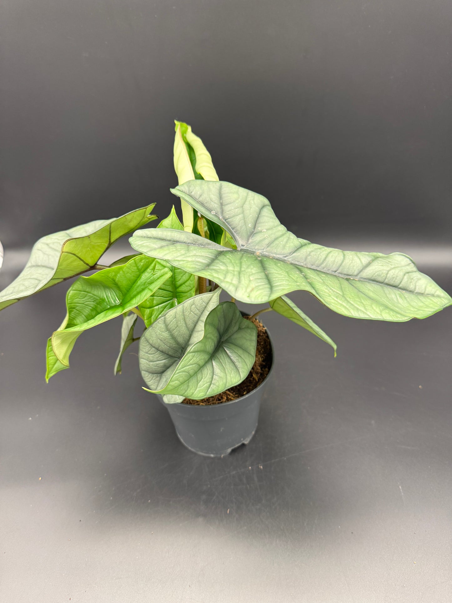 Alocasia Platinum