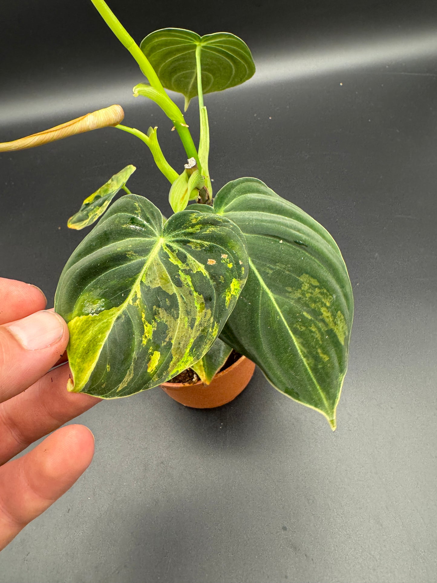 Philodendron melanochrysum variegata Basis gut bewurzelt mit 2 Austrieben