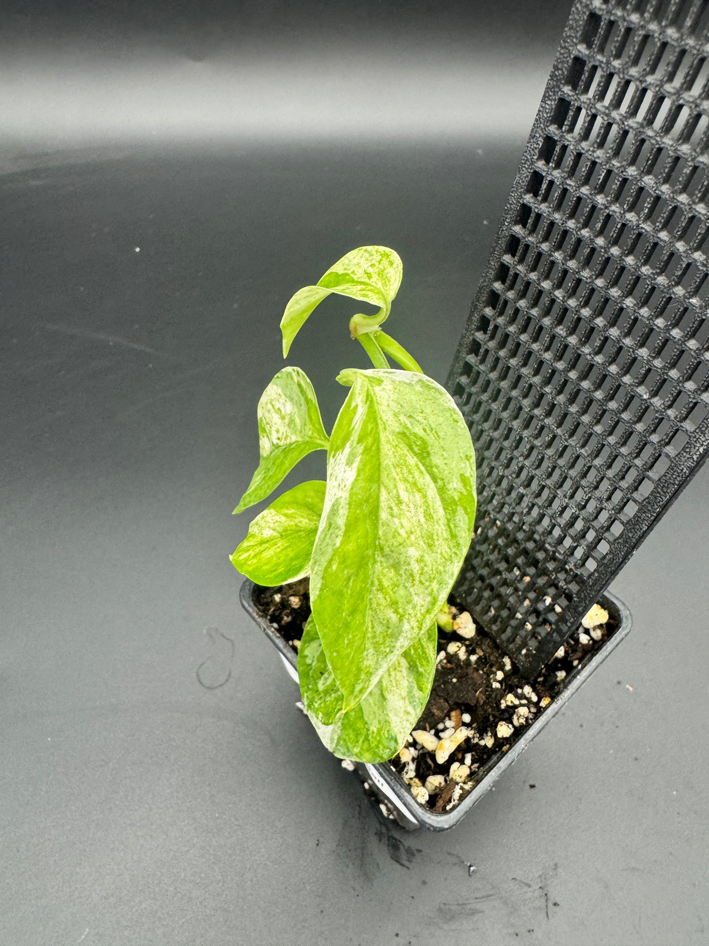 Epipremnum hanoman sp Bali
