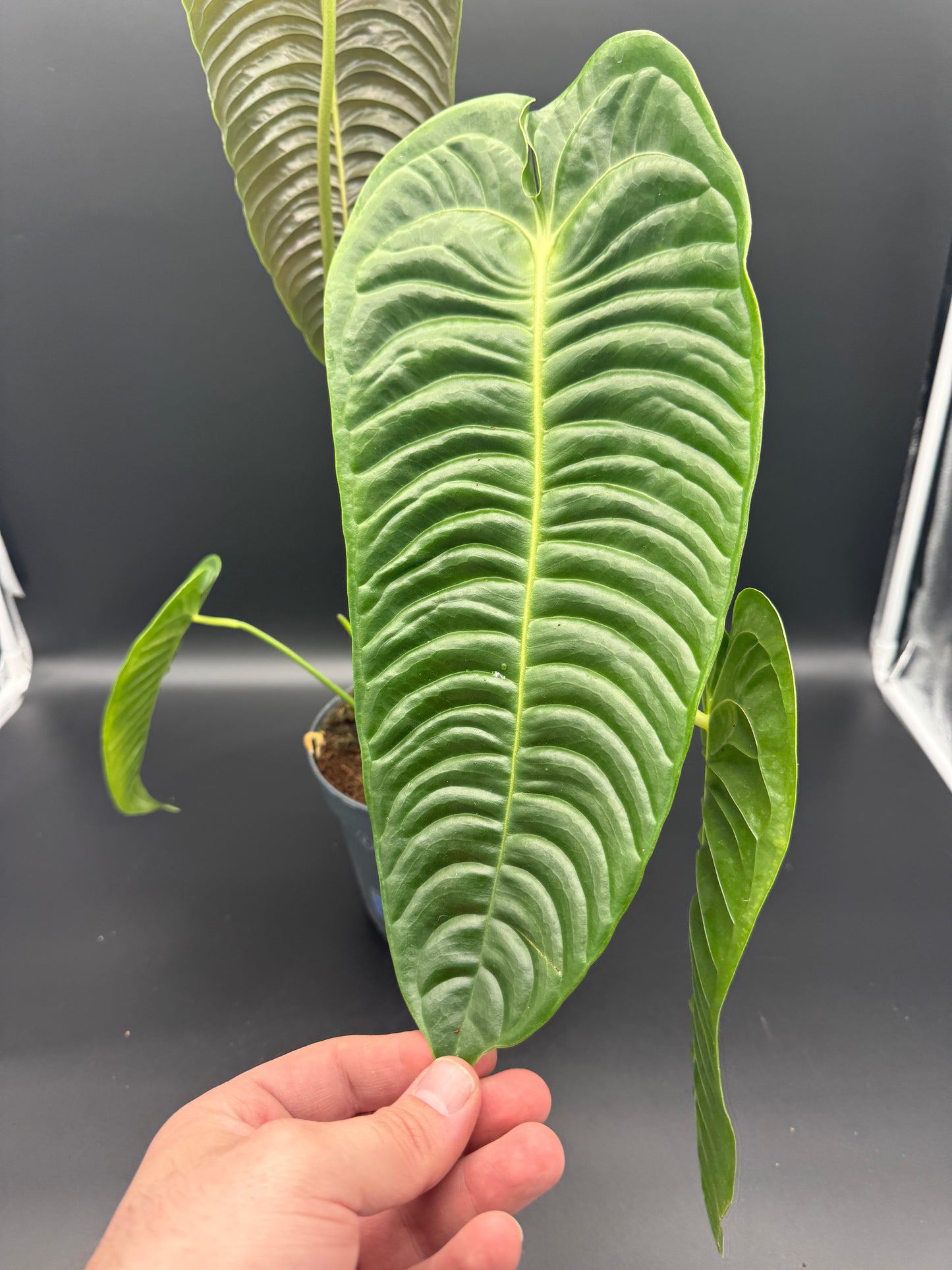 Anthurium Veitchii (groß)