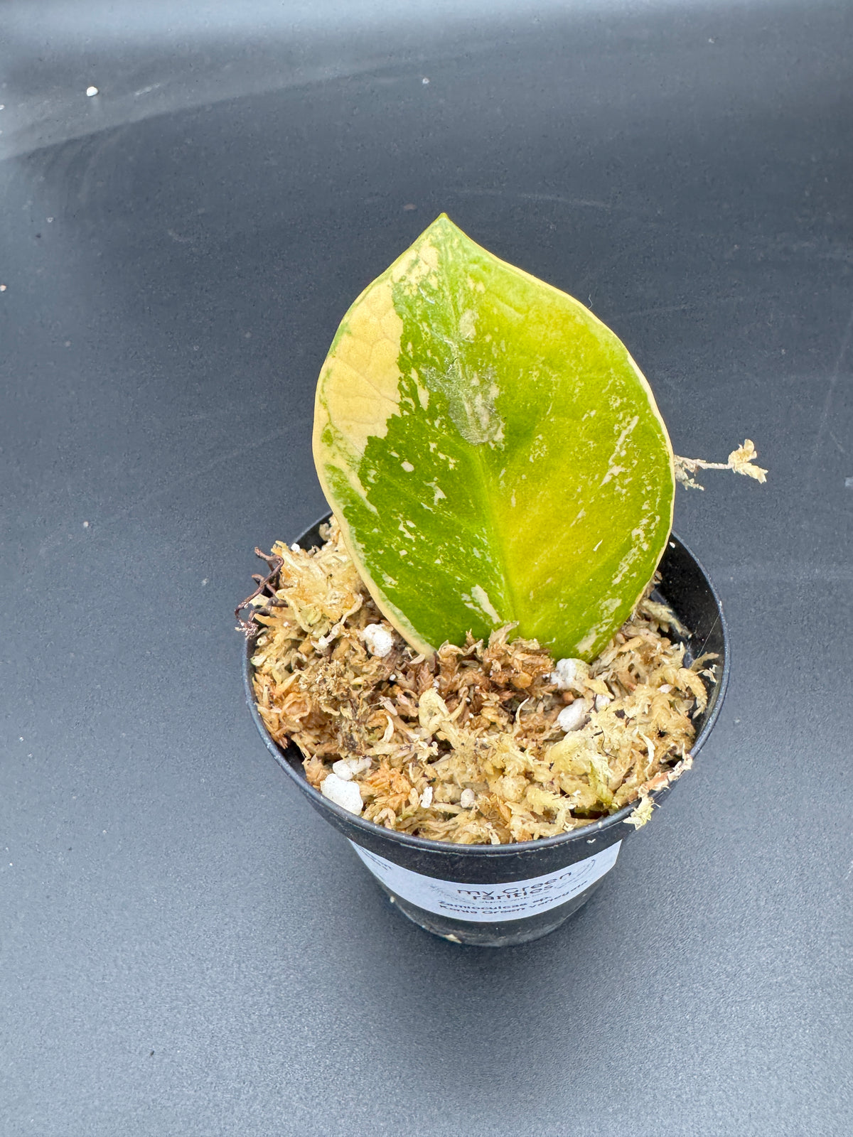 Zamioculcas sp. Kenia Green variegata