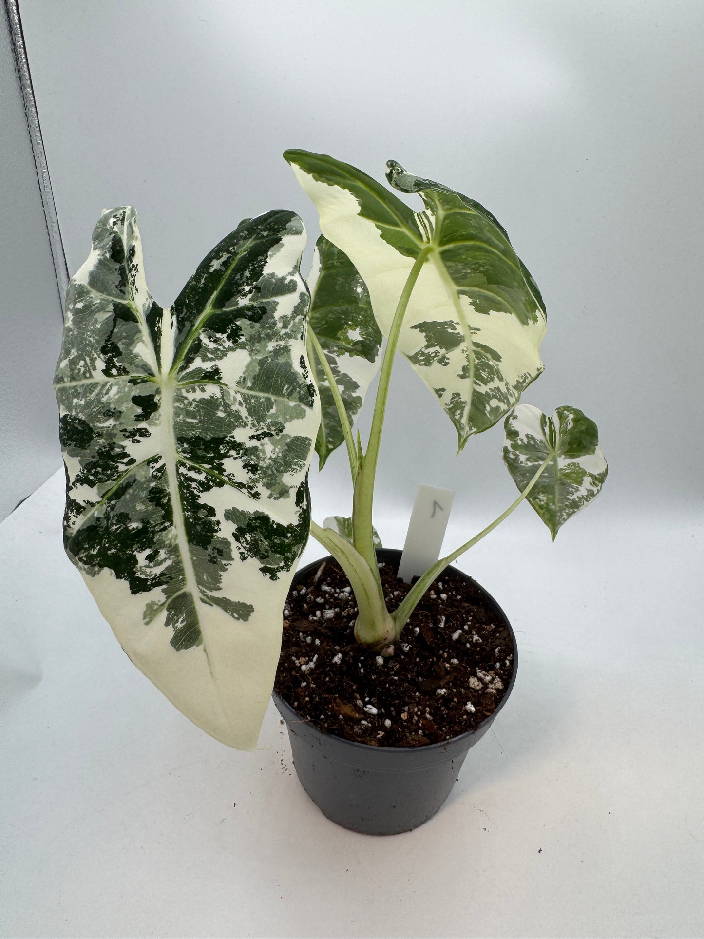 Alocasia Frydek variegata groß