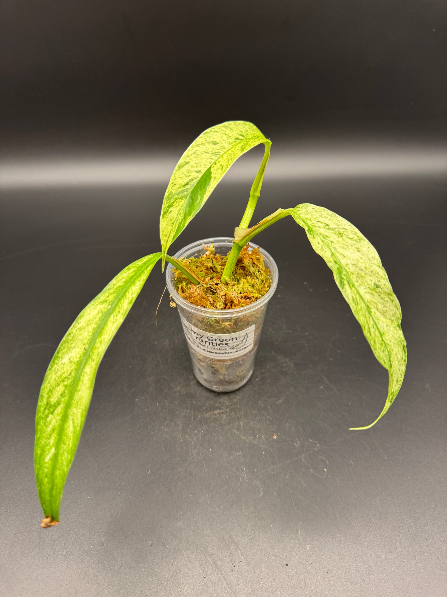 Rhaphidophora Megasperma variegata