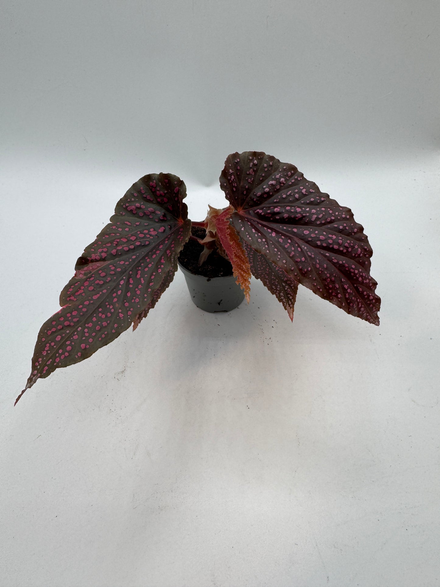 Begonia Angel Wings Benigo pink