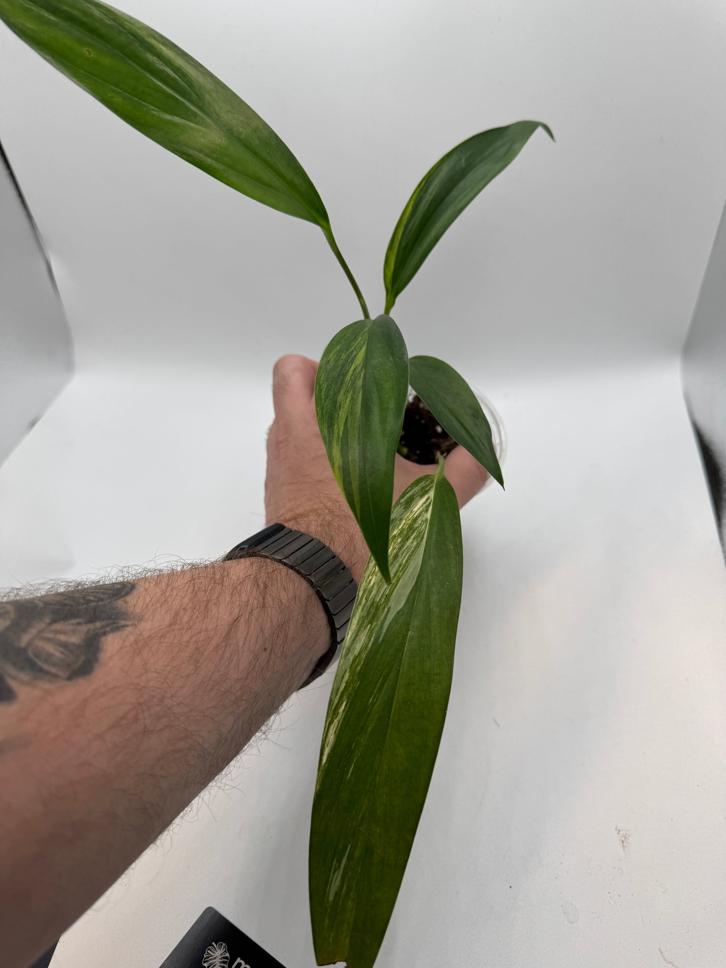 Epipremnum Amplissimum Aurea variegata