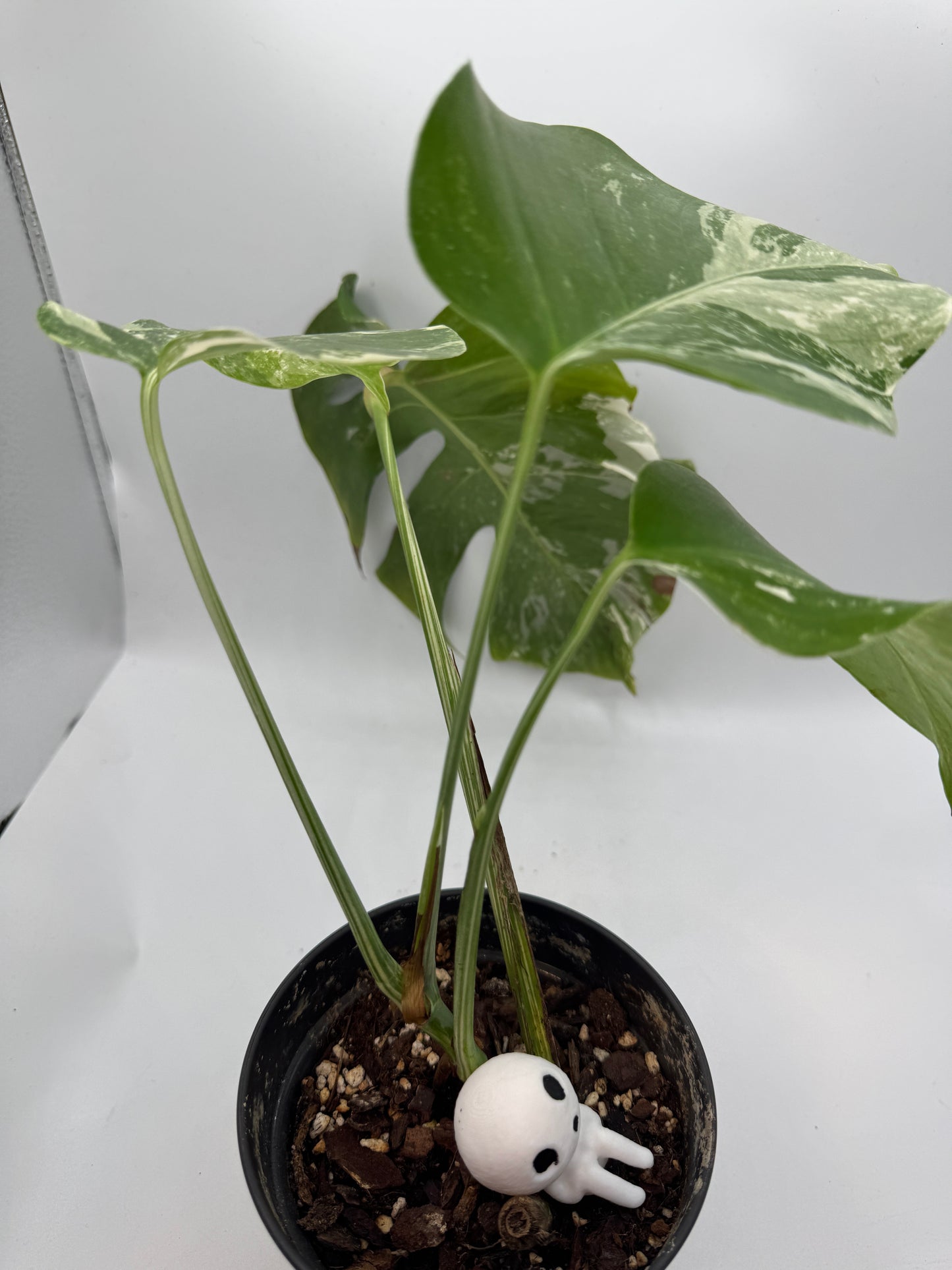 Monstera deliciosa variegata