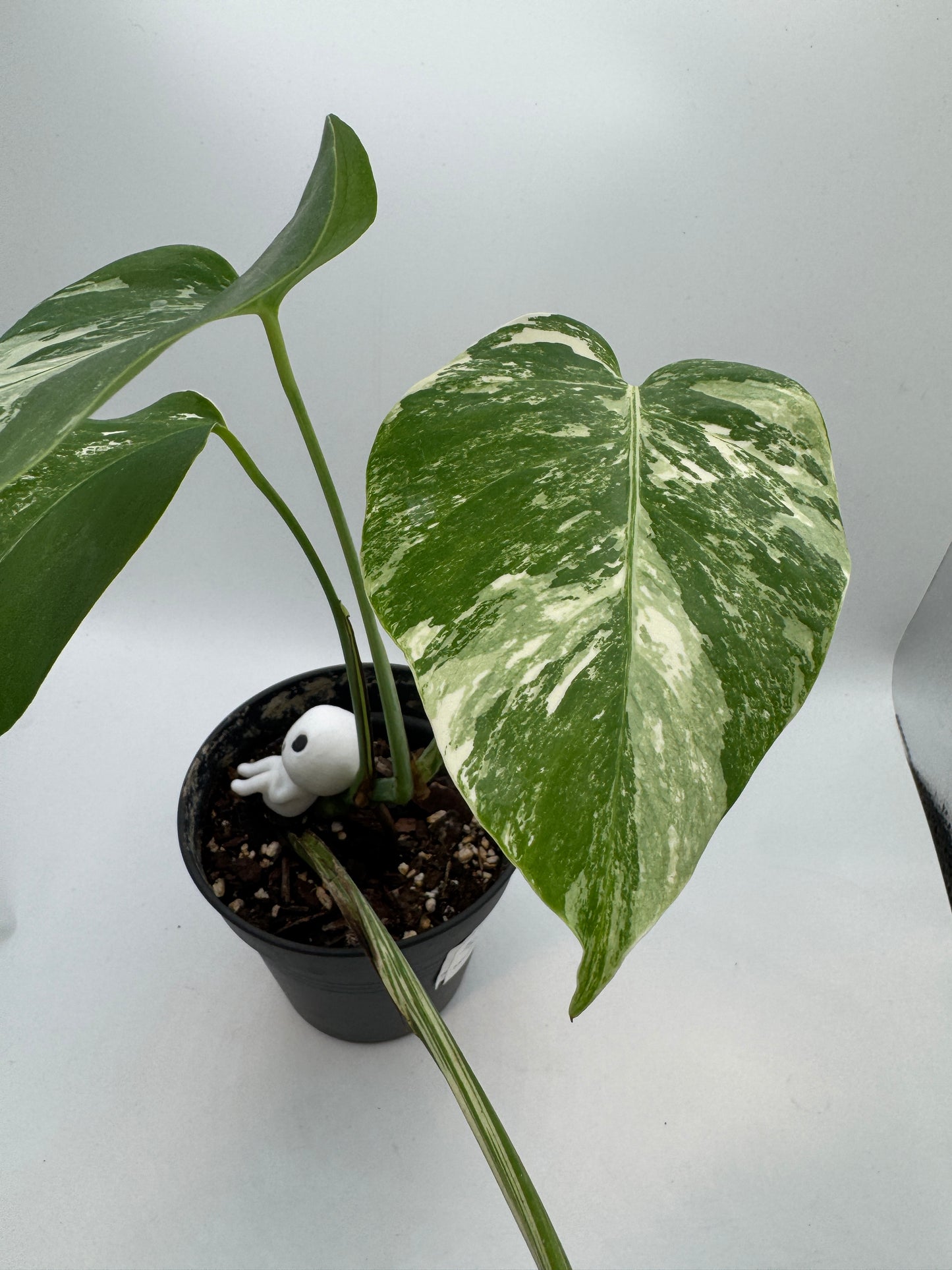 Monstera deliciosa variegata
