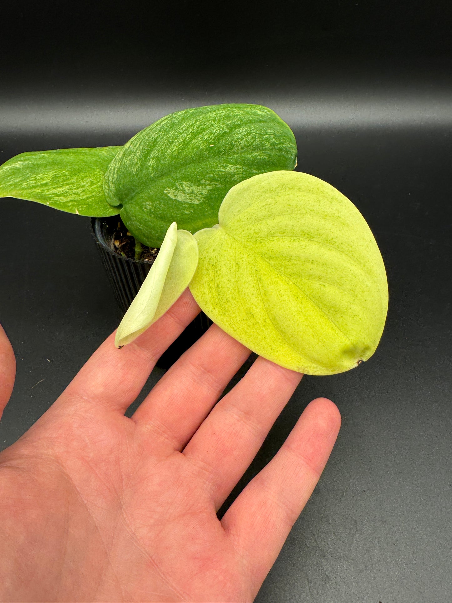 Scindapsus jade Satin golden mint variegata