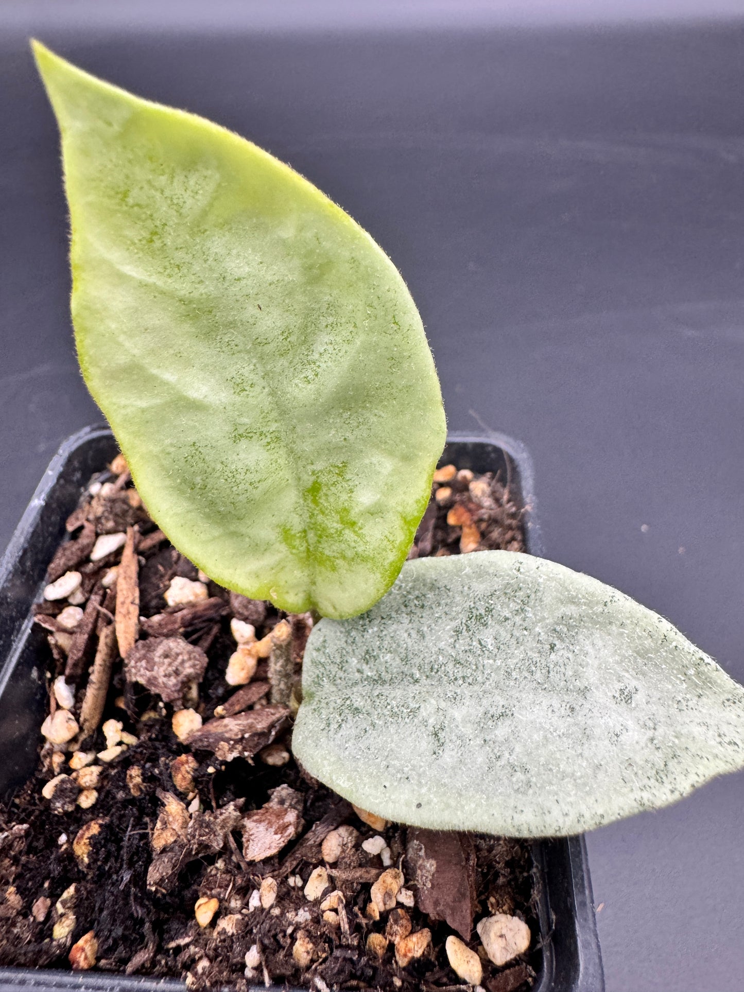 Hoya carnosa Nova Ghost