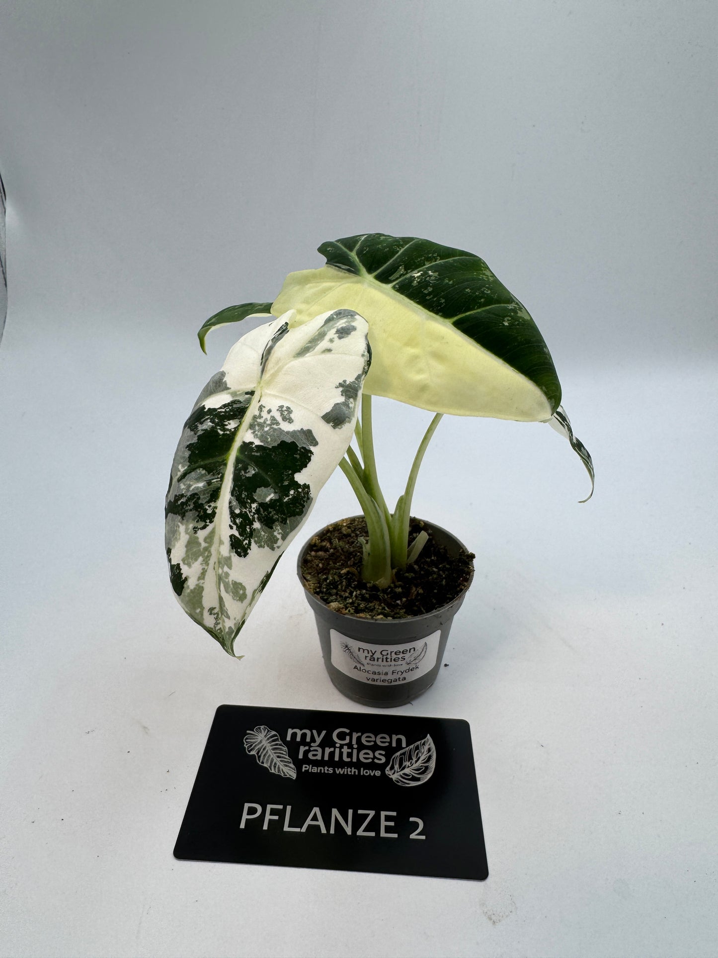 Alocasia Frydek variegata