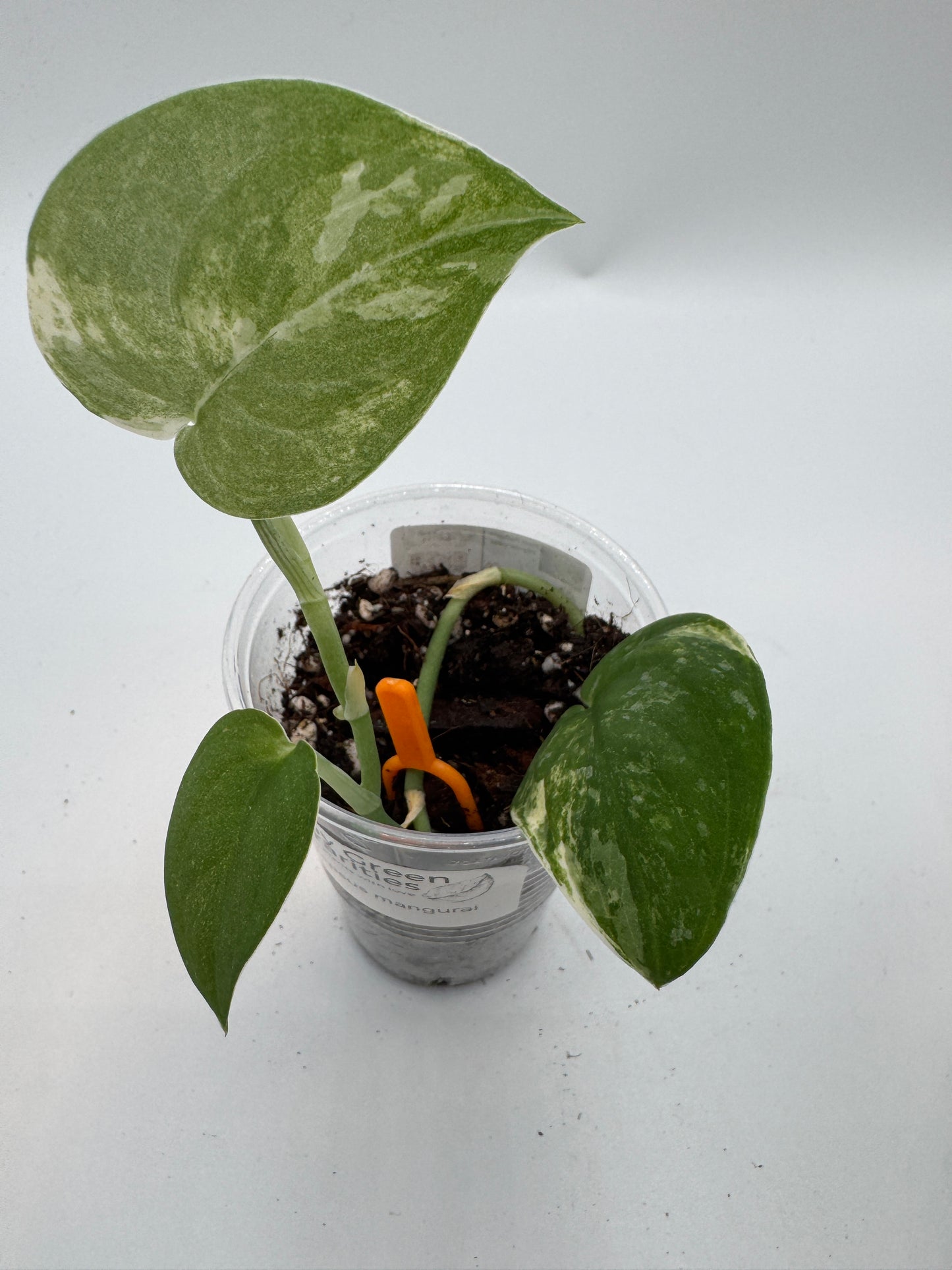 Scindapsus mangurai