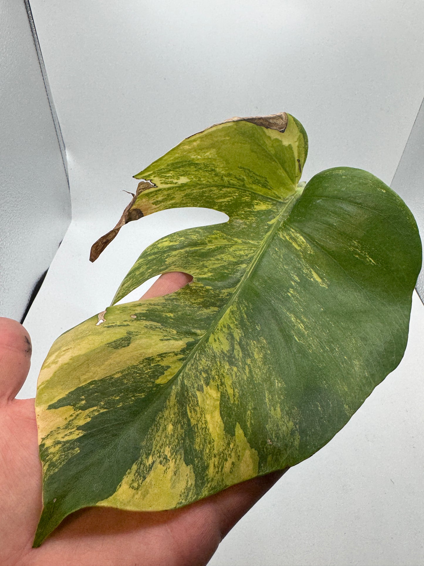 Monstera deliciosa aurea Basis mit mind. 1 Auge