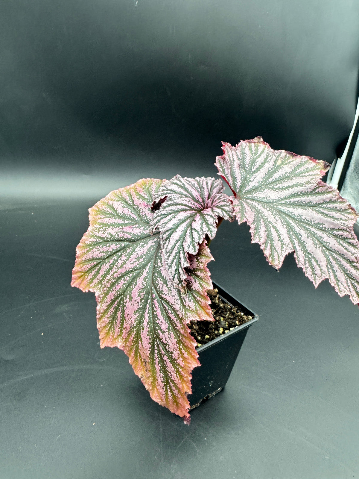 Begonia pink minx