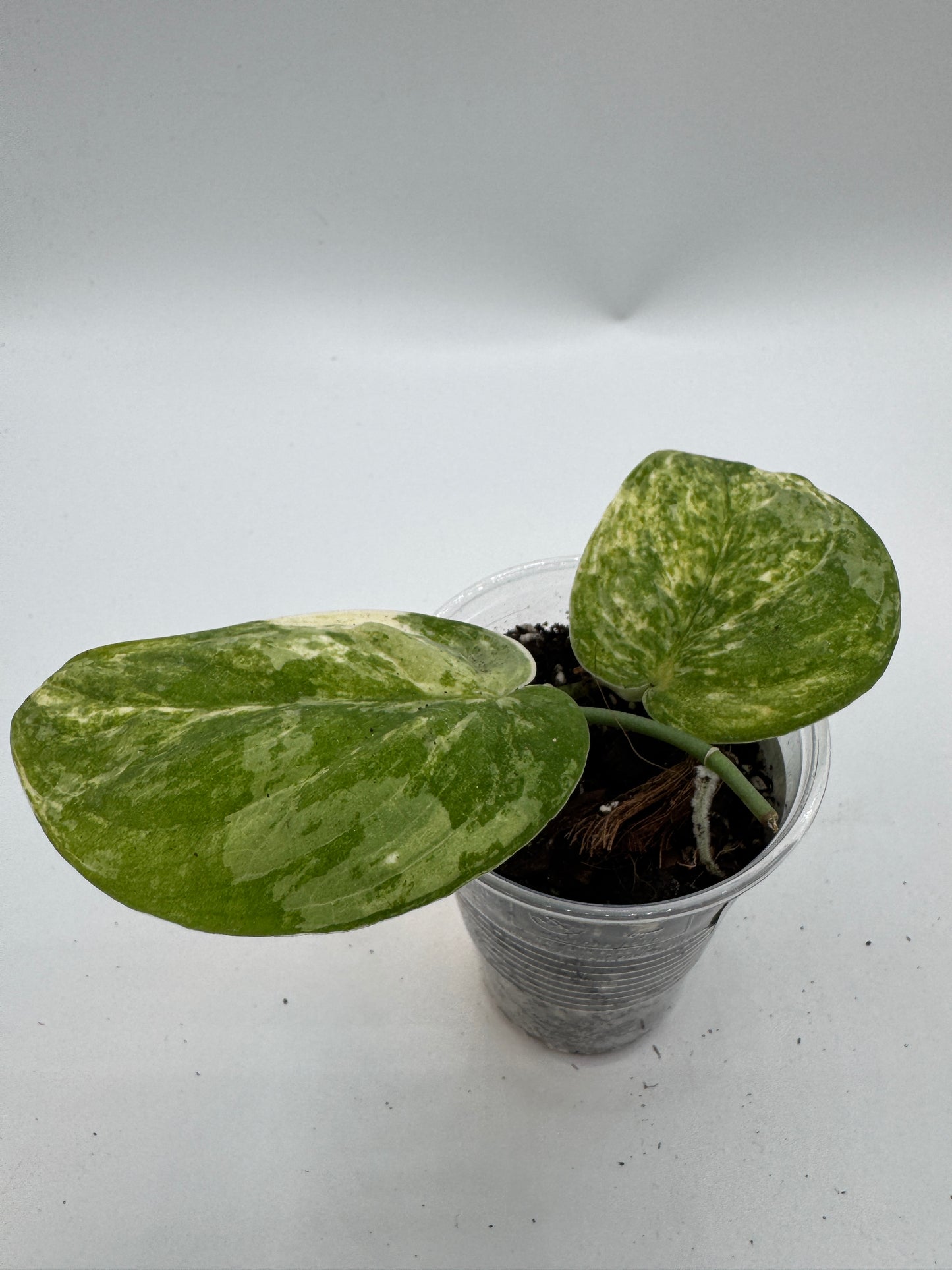 Scindapsus mangurai