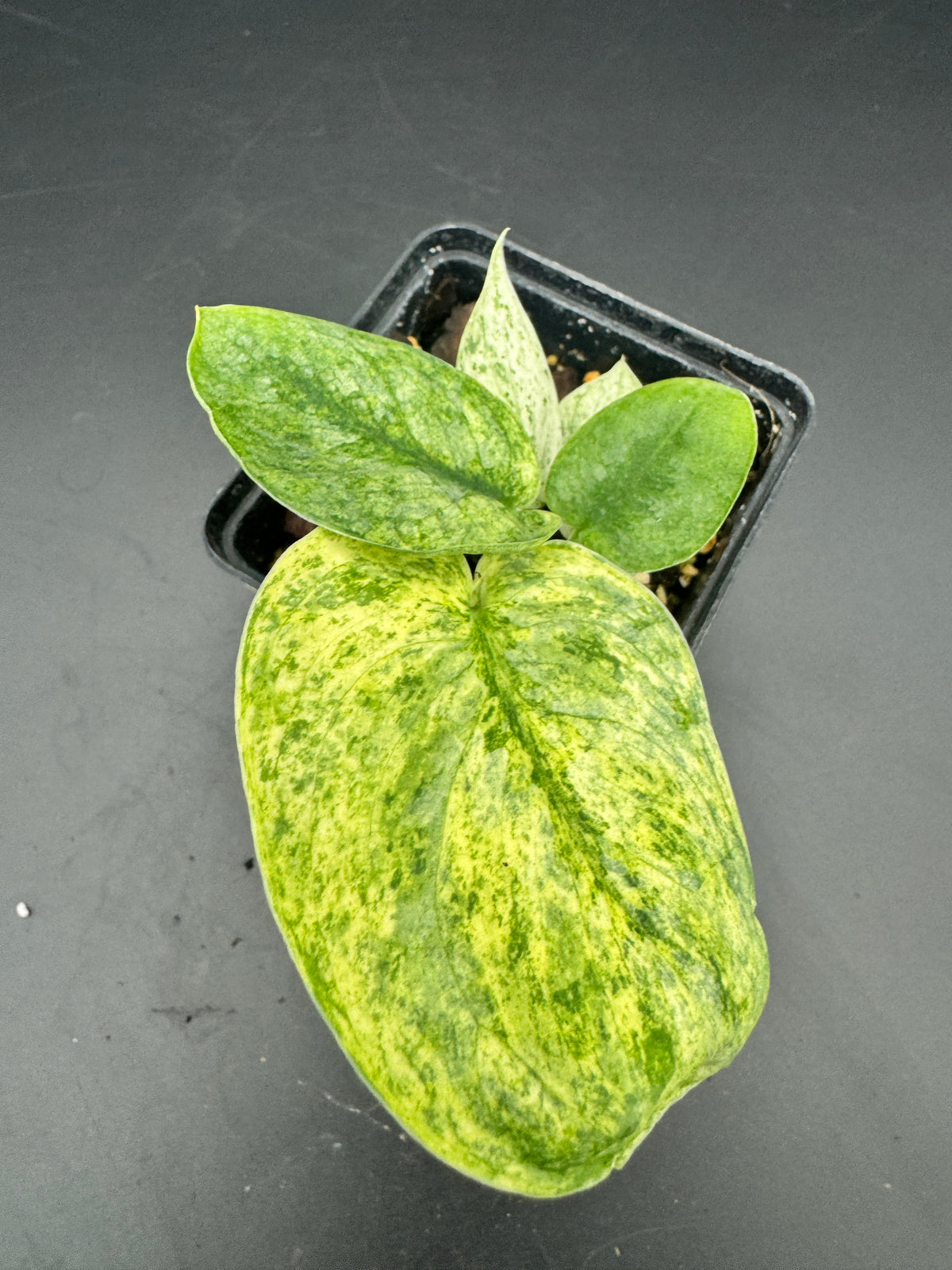 Scindapsus Silver Splash variegata