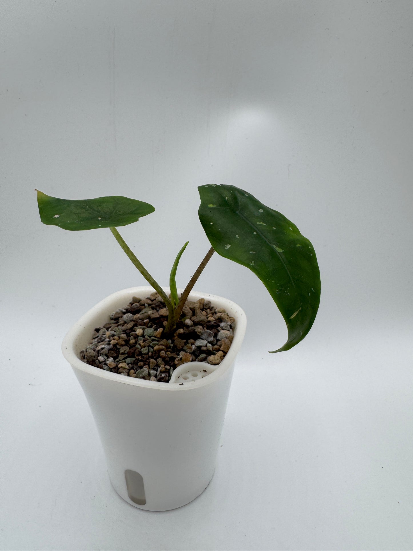 Alocasia Boyceana ‚Shattered Glass‘