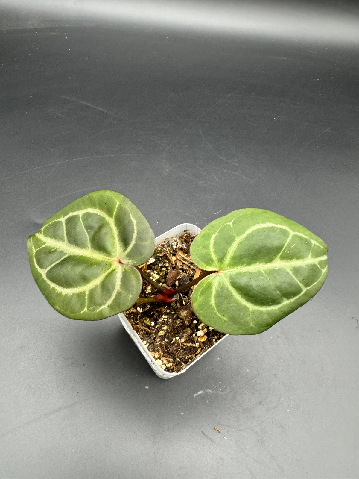 Anthurium Michelle x Michelle