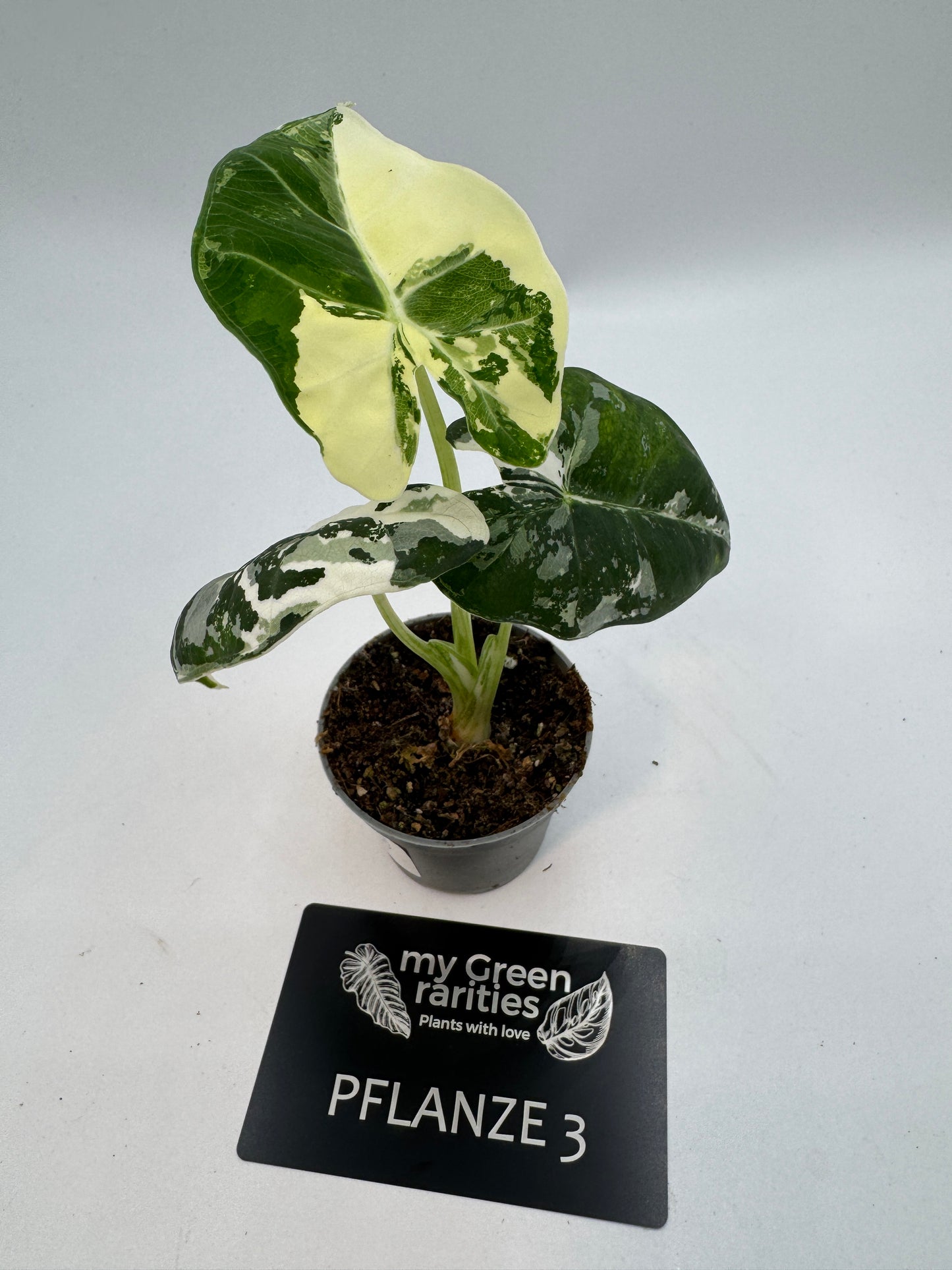Alocasia Frydek variegata
