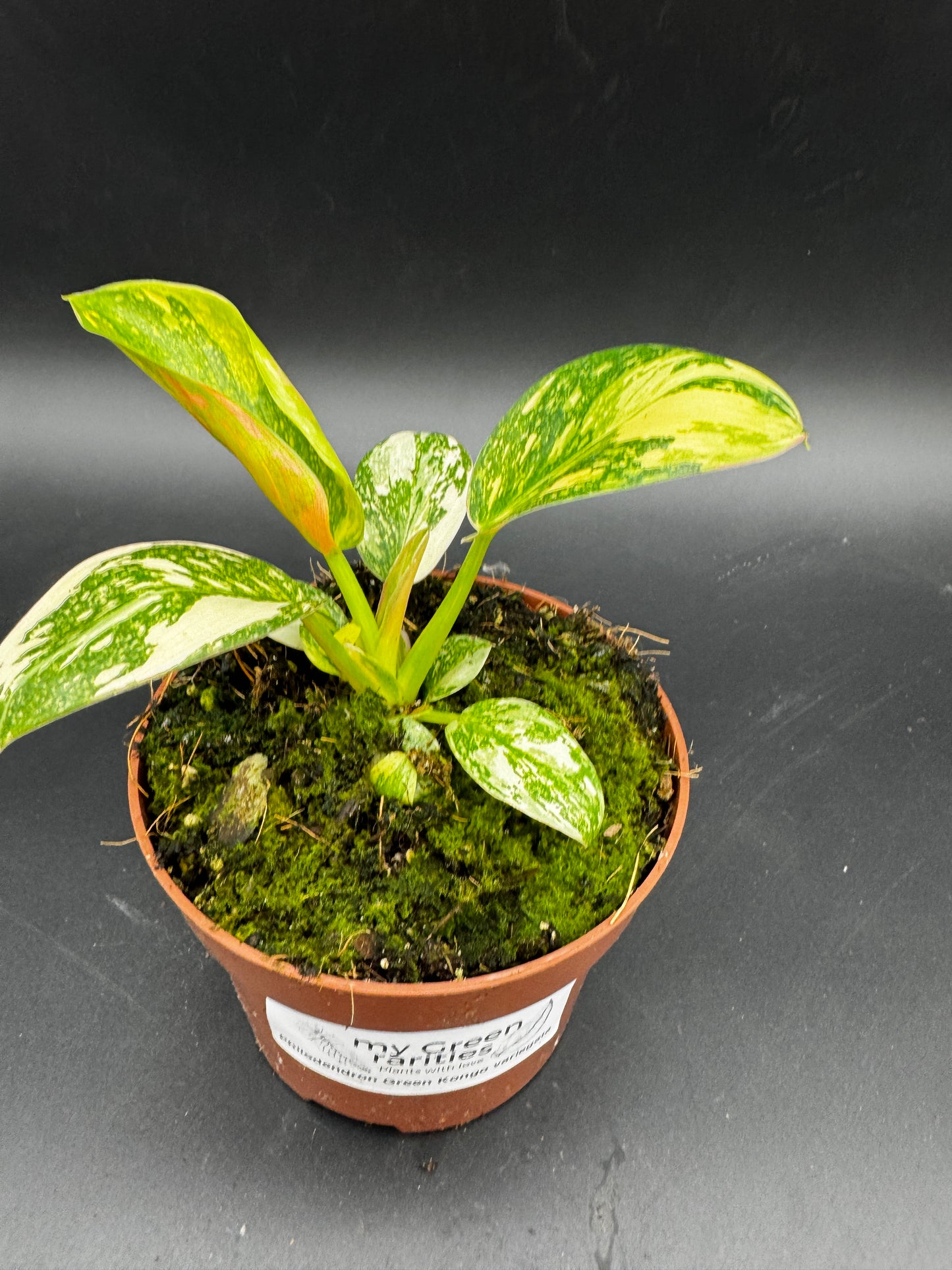 Philodendron Green Kongo variegata