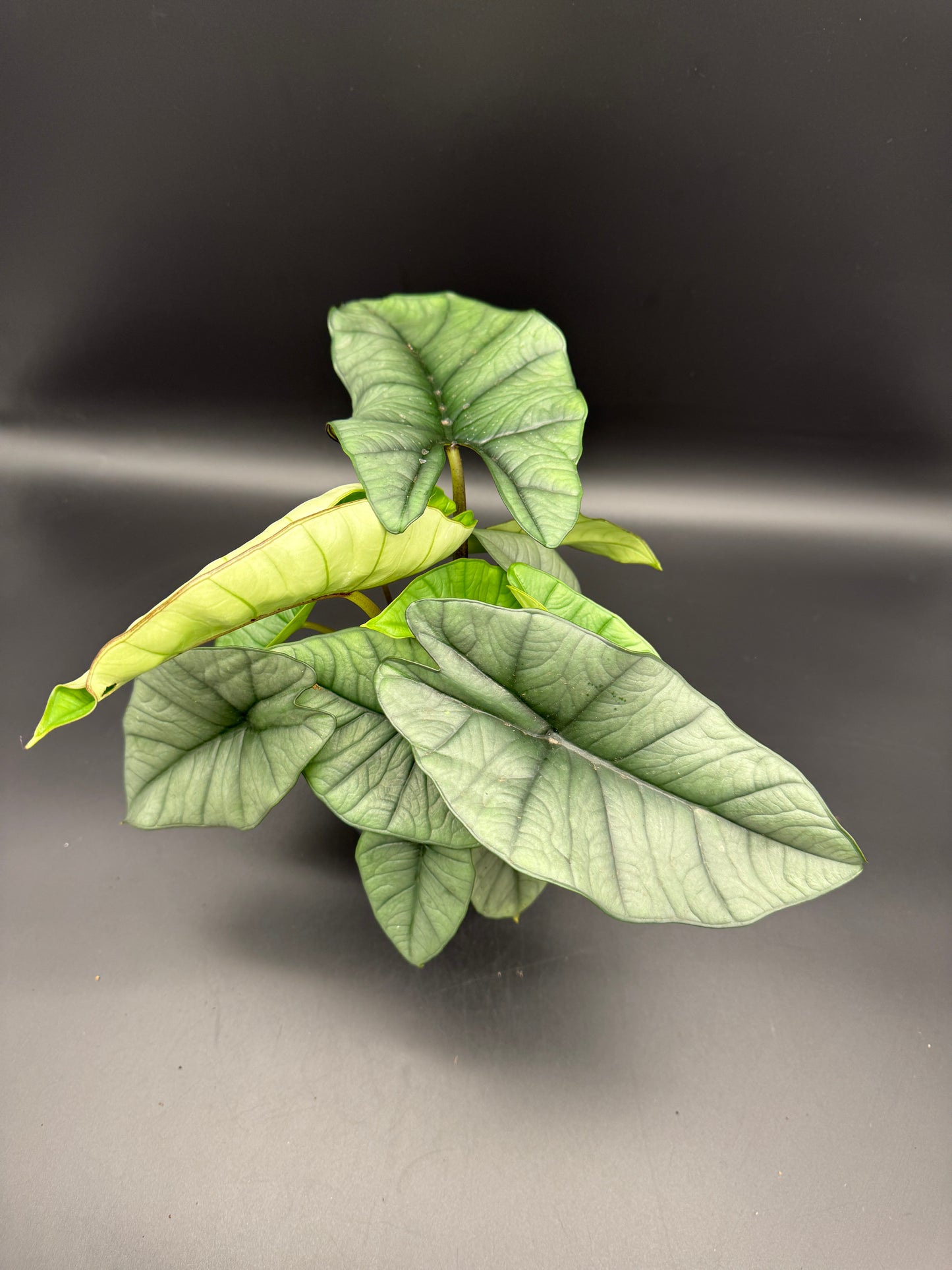 Alocasia Platinum