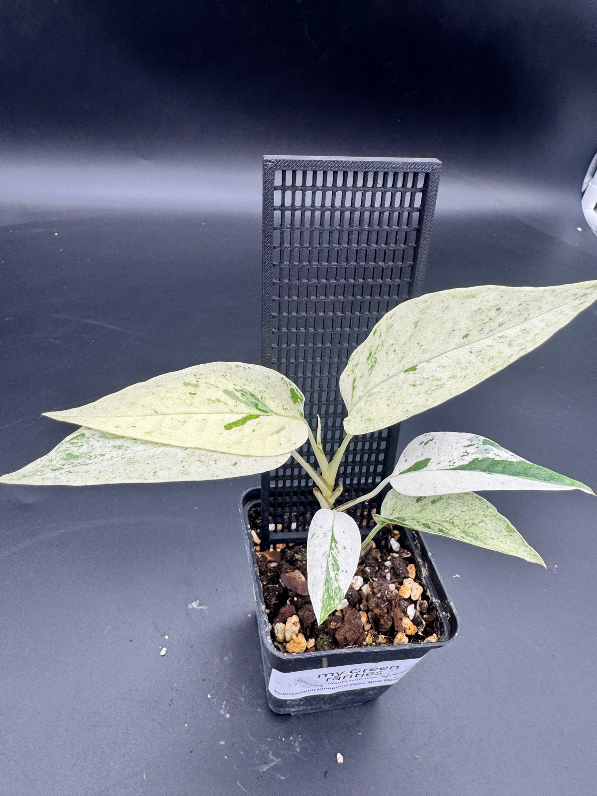 Epipremnum pinnatum Cebu Blue Marble variegata