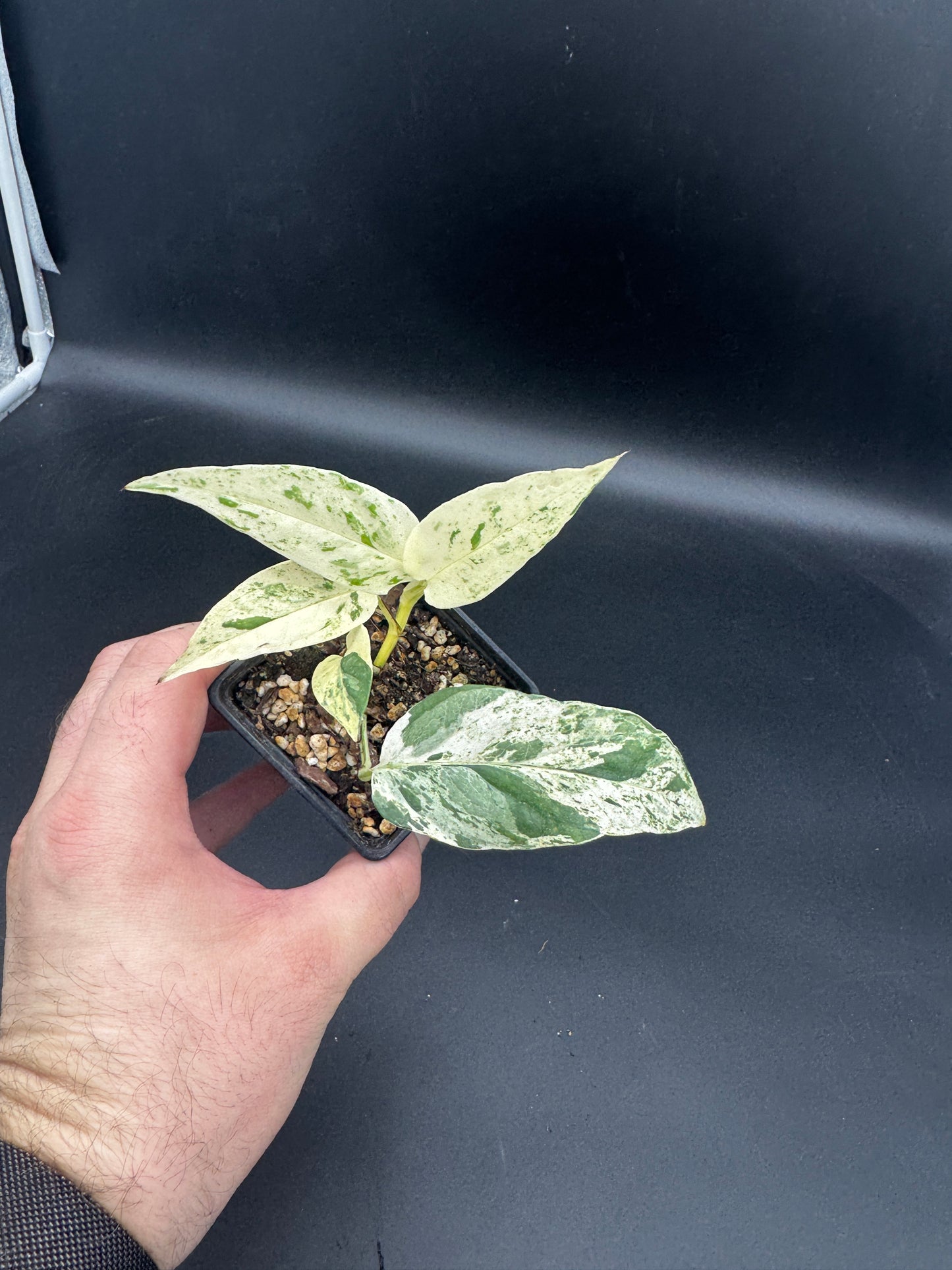 Epipremnum pinnatum Cebu Blue Marble variegata