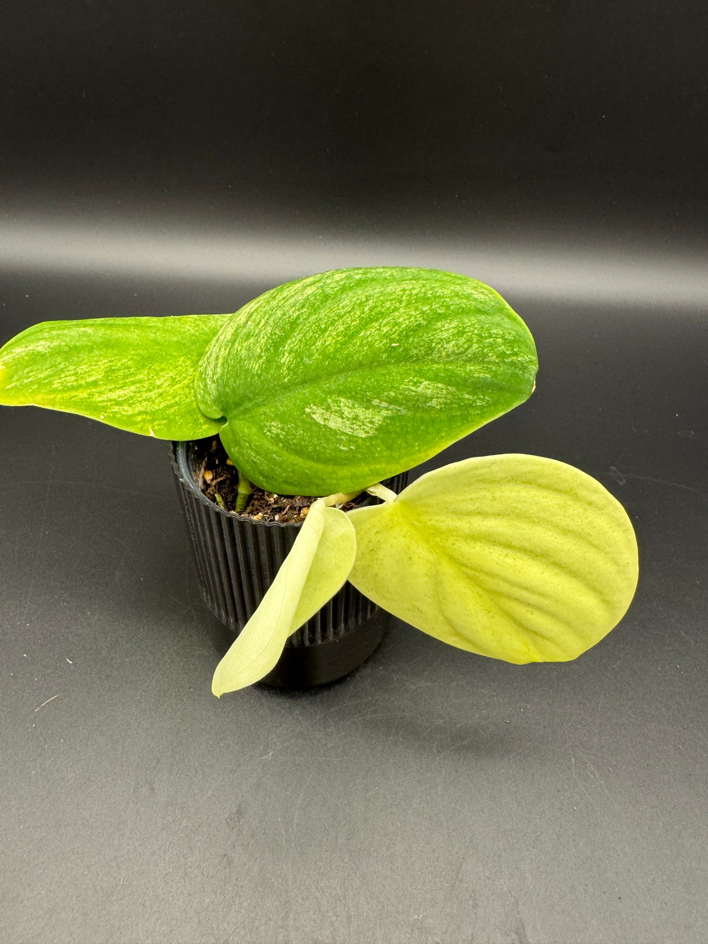 Scindapsus jade Satin golden mint variegata