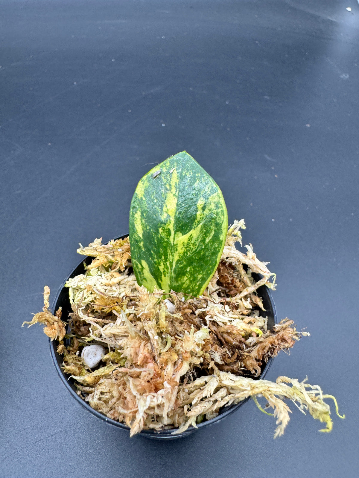 Zamioculcas sp. Kenia Green variegata