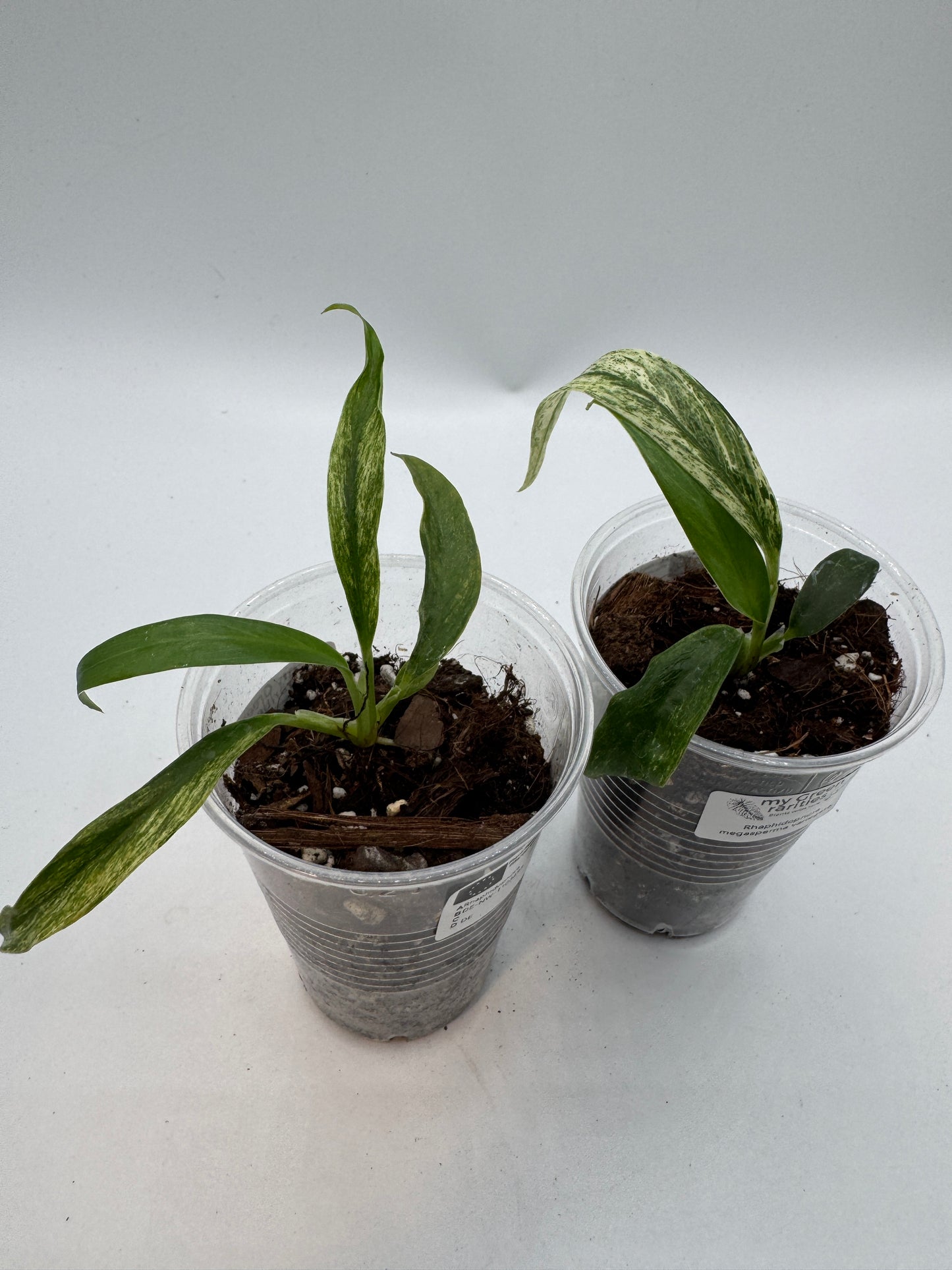 Rhaphidophora Megasperma variegata