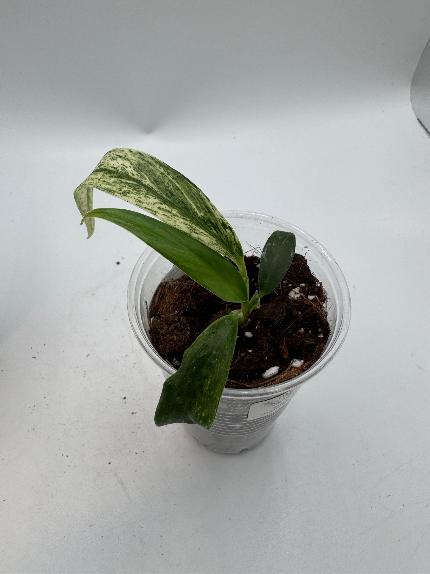 Rhaphidophora Megasperma variegata