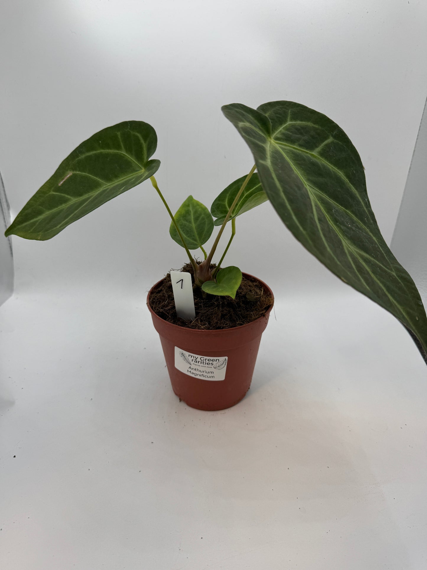 Anthurium magnificum