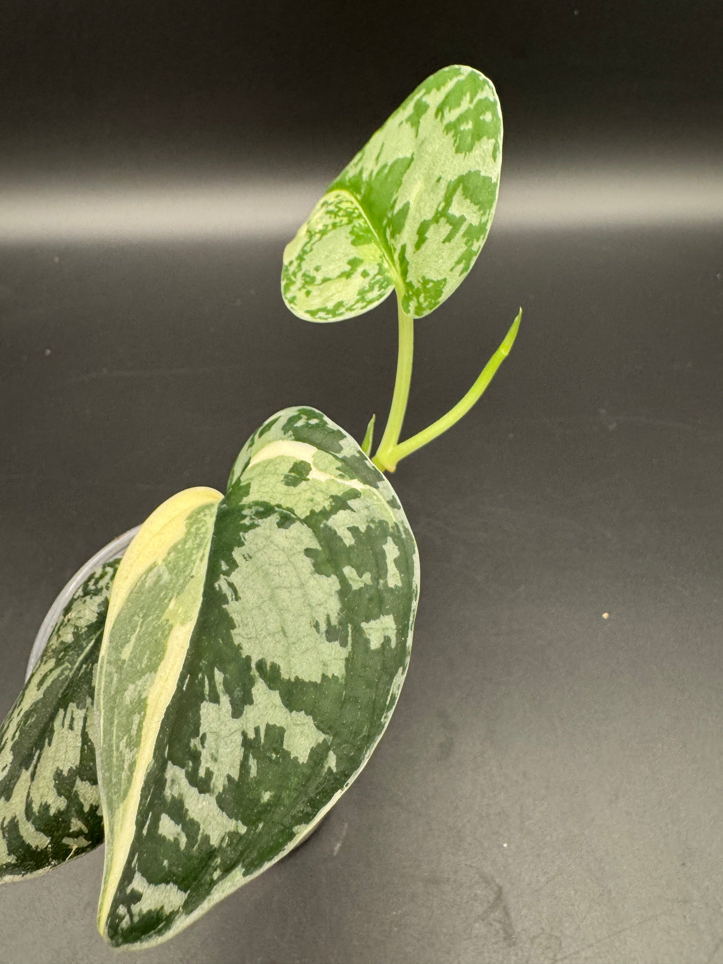 Scindapsus Mayari