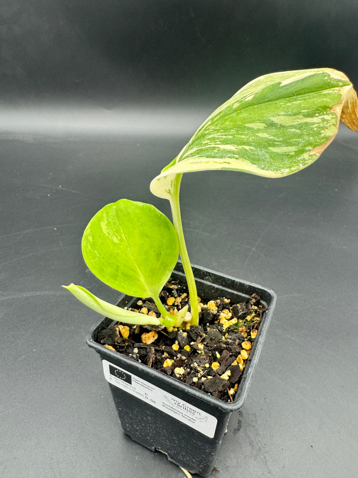 Scindapsus treubii moonlight Tricolor