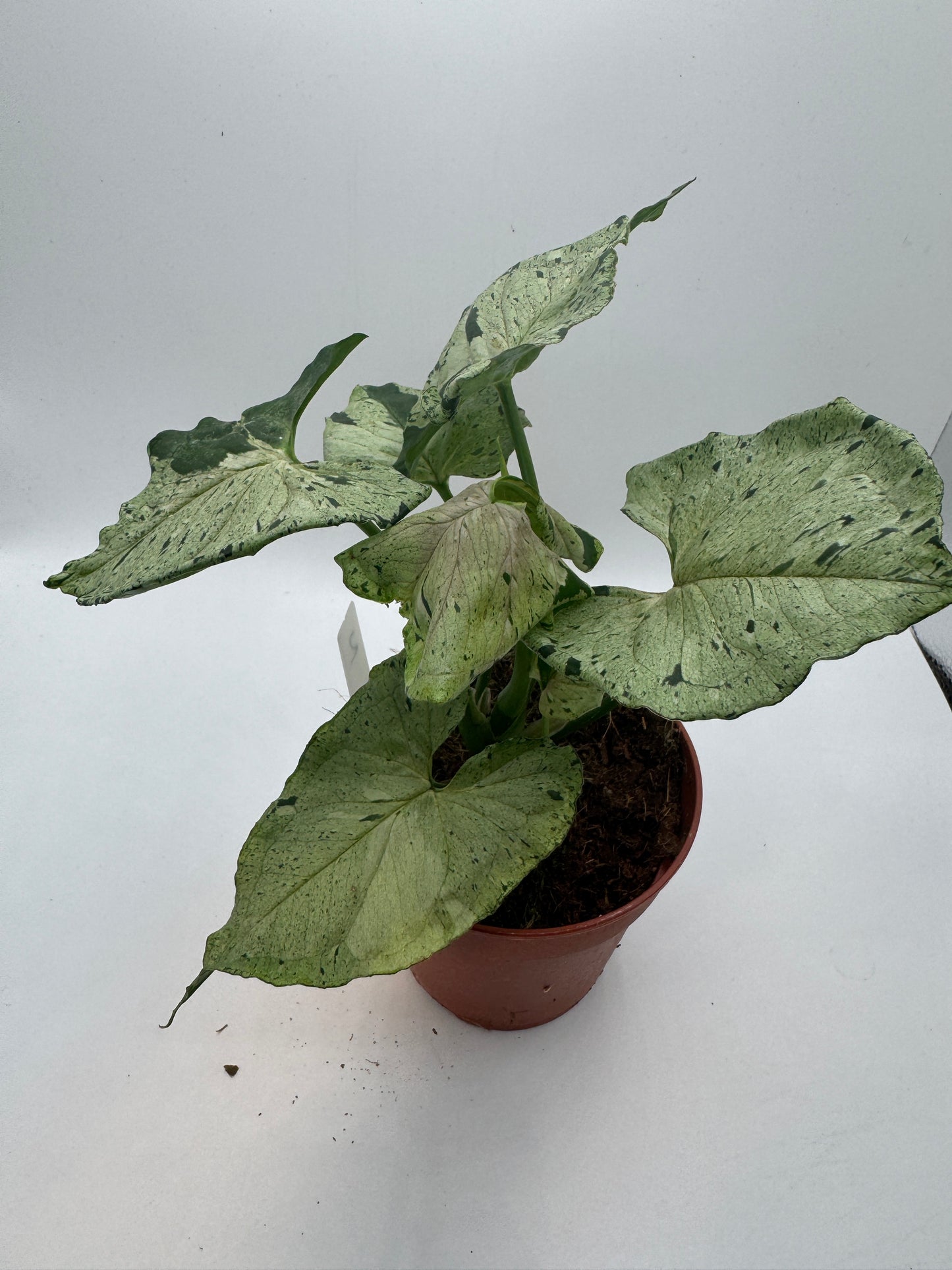 Syngonium Green Splash/ Grey Ghost