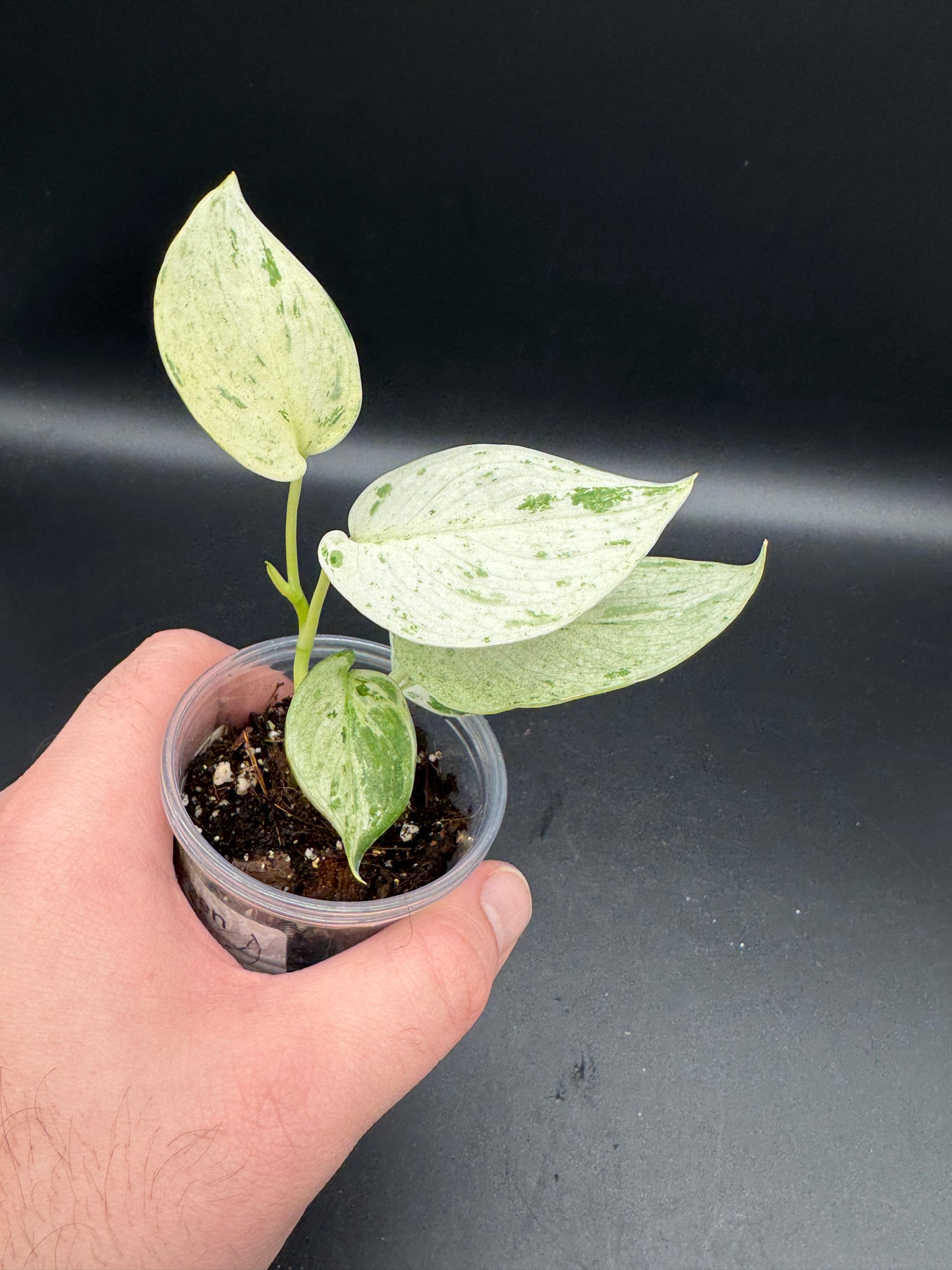 Scindapsus treubii Moonlight Marble var.