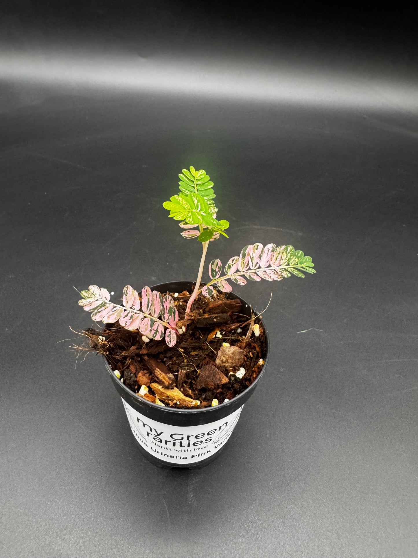 Phyllanthus Urinaria Pink Variegata
