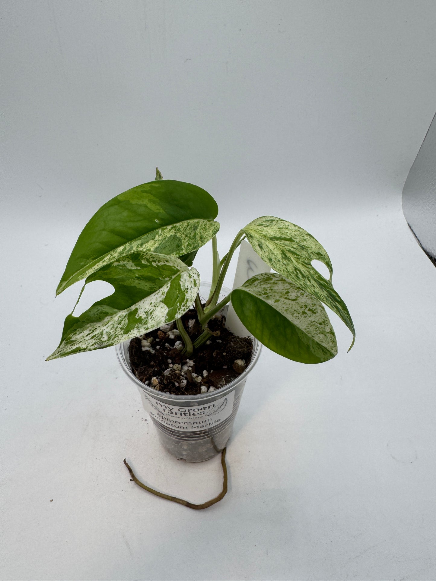 Epipremnum pinnatum marble