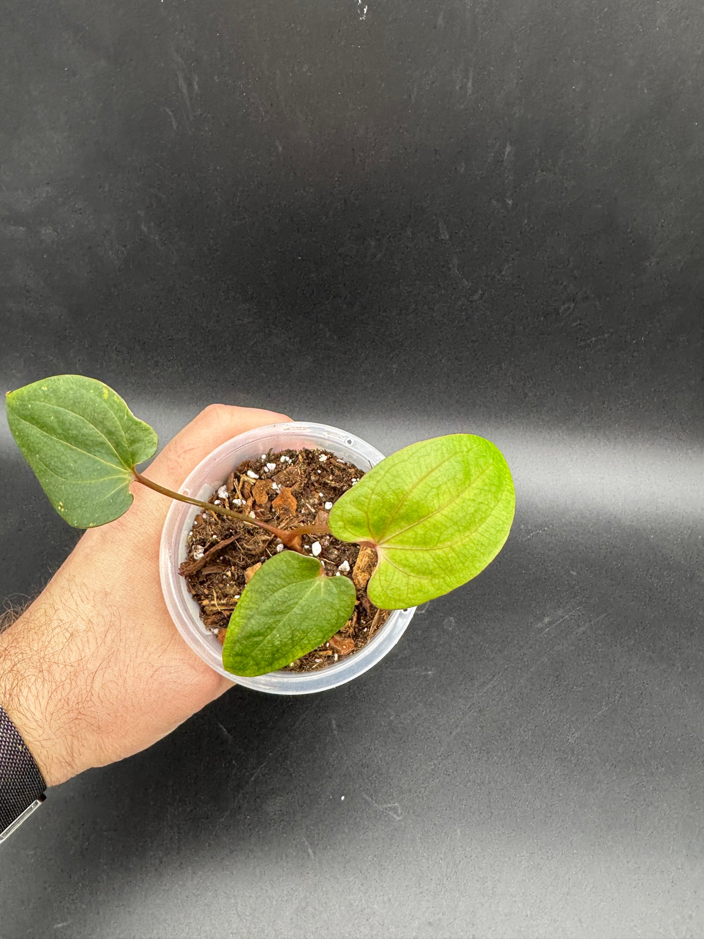 Anthurium Ace of Spades dark form x Dark Phoenix