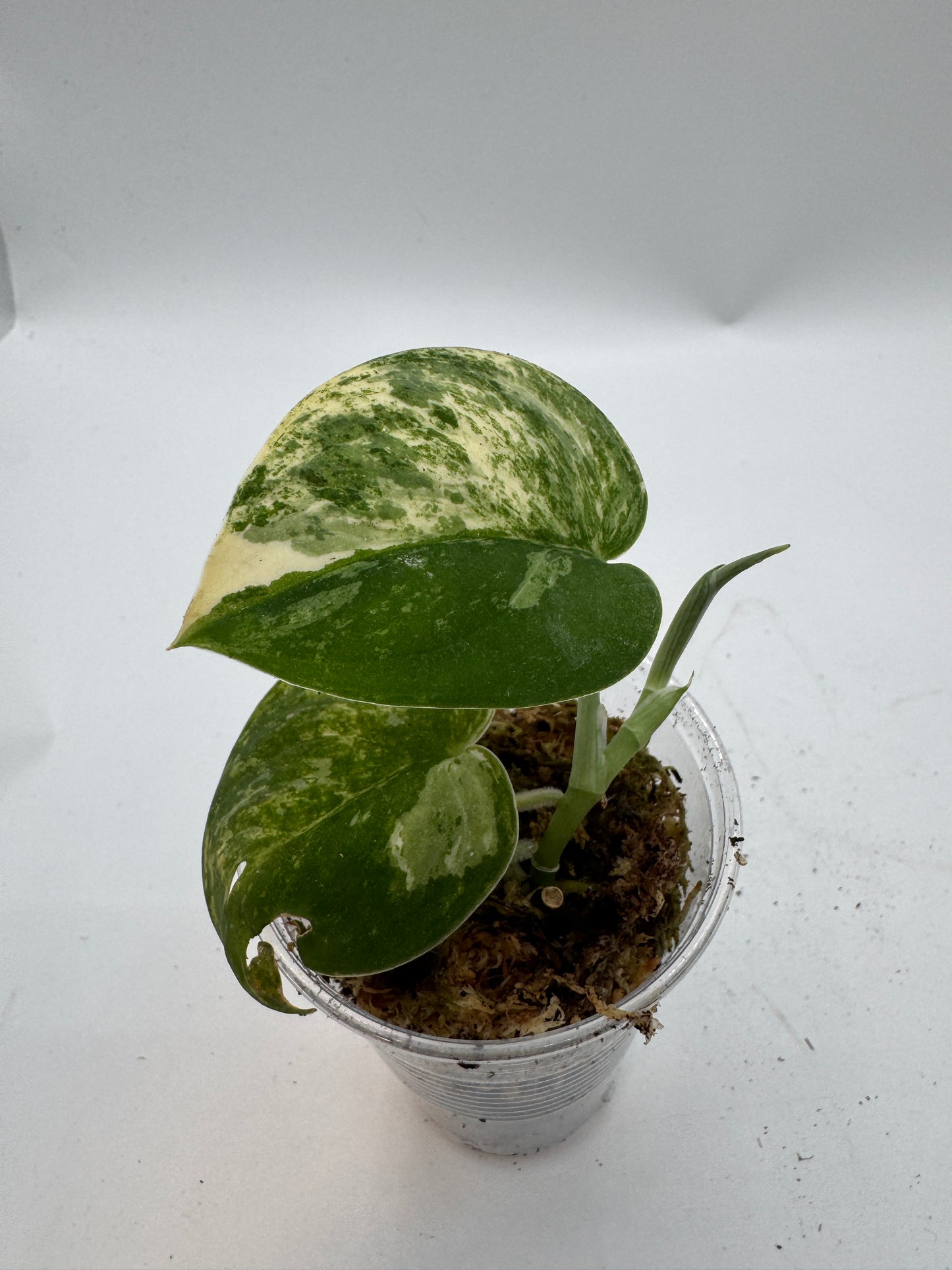 Scindapsus mangurai