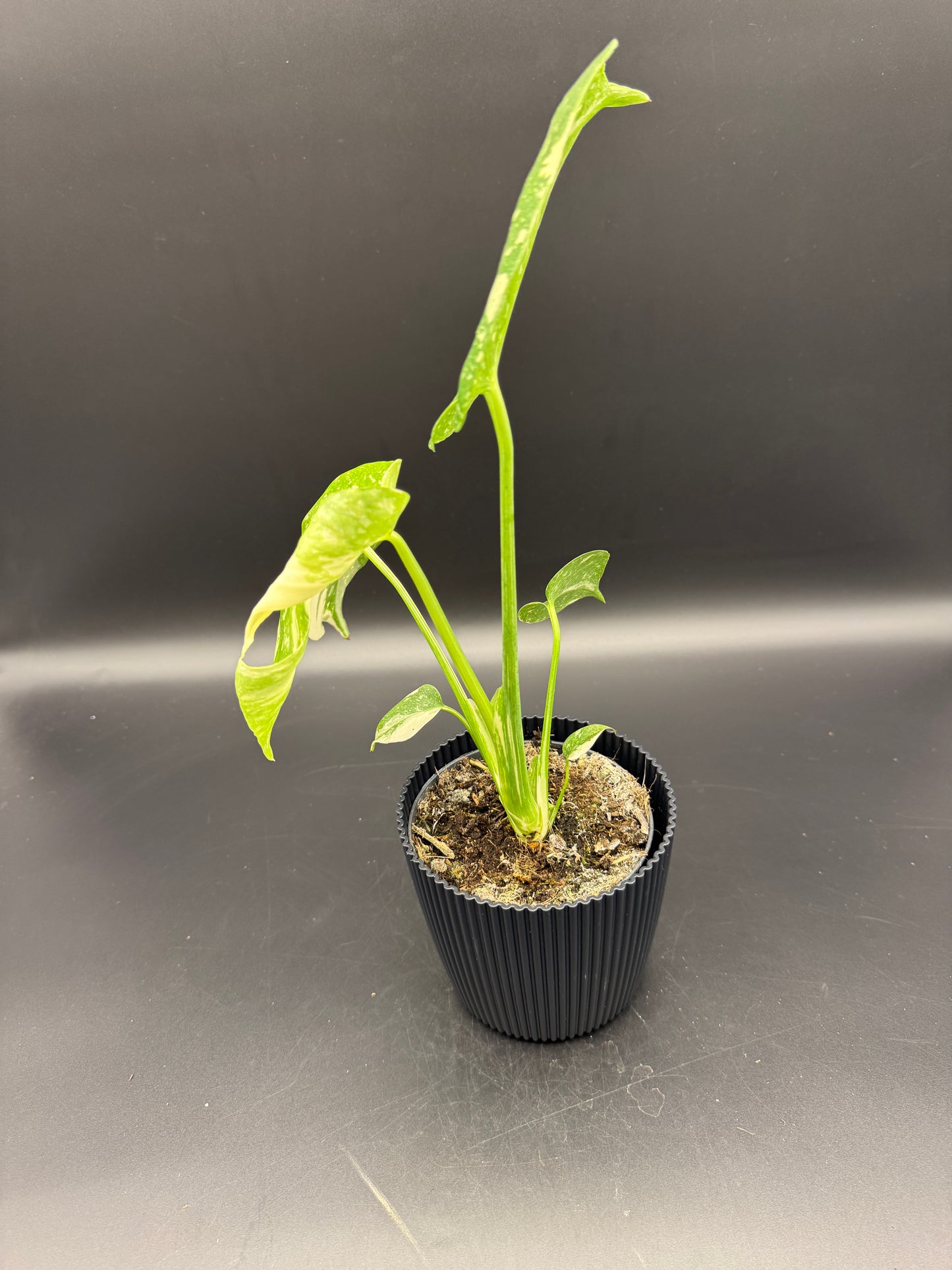 Monstera Thai constelation